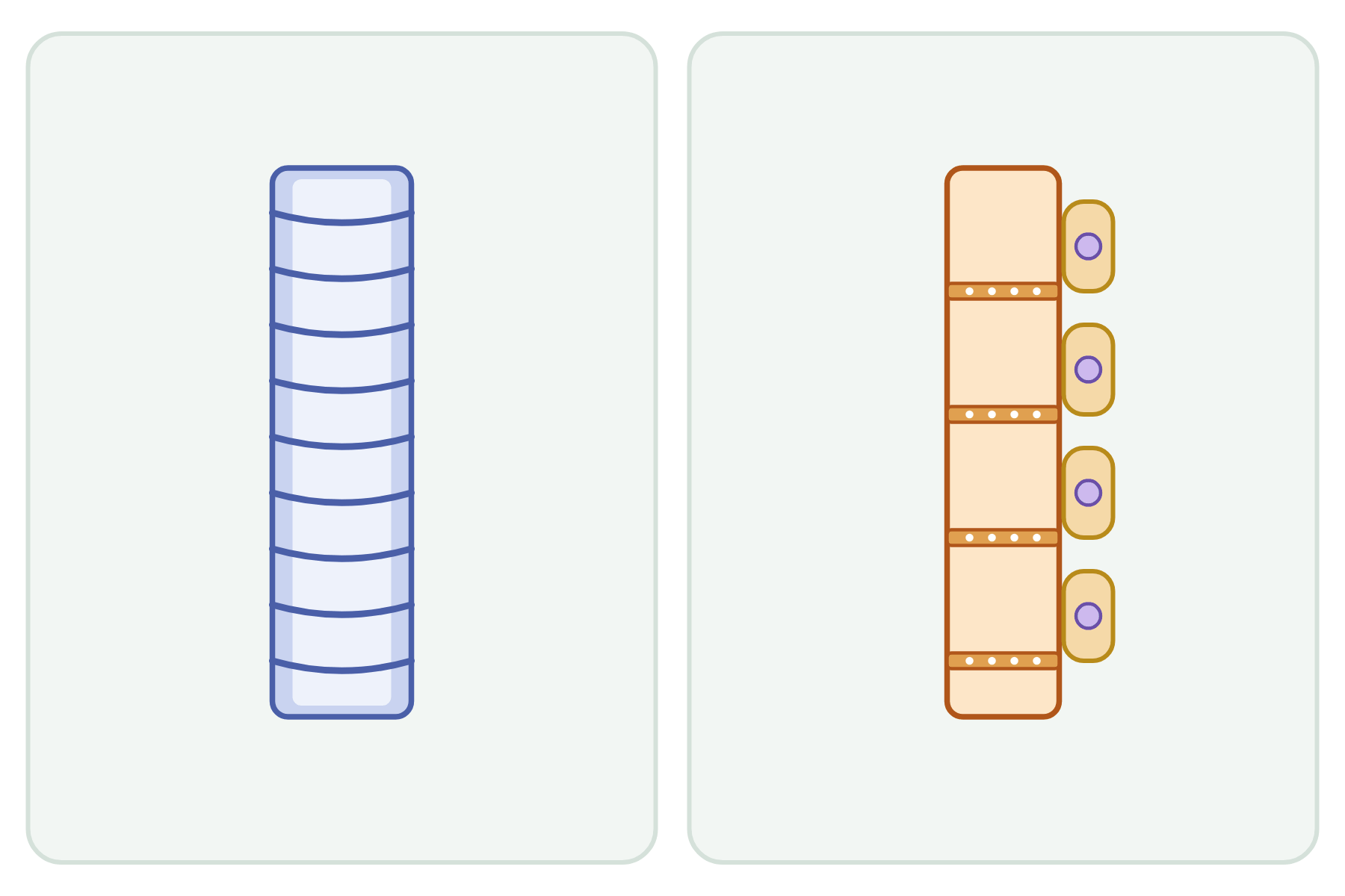 A xylem tube and a phloem tube with no labels.
