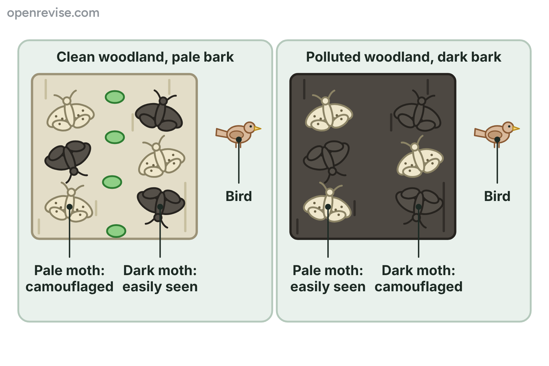 Pale and dark peppered moths on pale bark in a clean wood and on dark bark in a polluted wood, with a bird that can see the moths that do not match the bark.