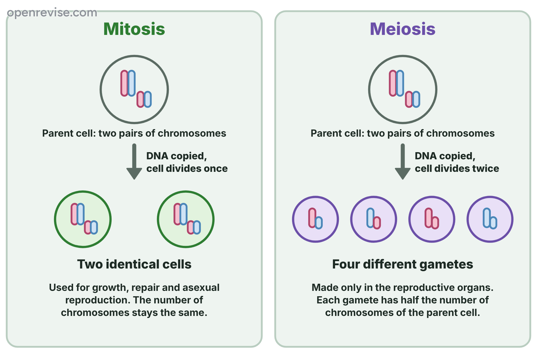 Mitosis making two identical cells with the full number of chromosomes, and meiosis making four different gametes with half the number of chromosomes.