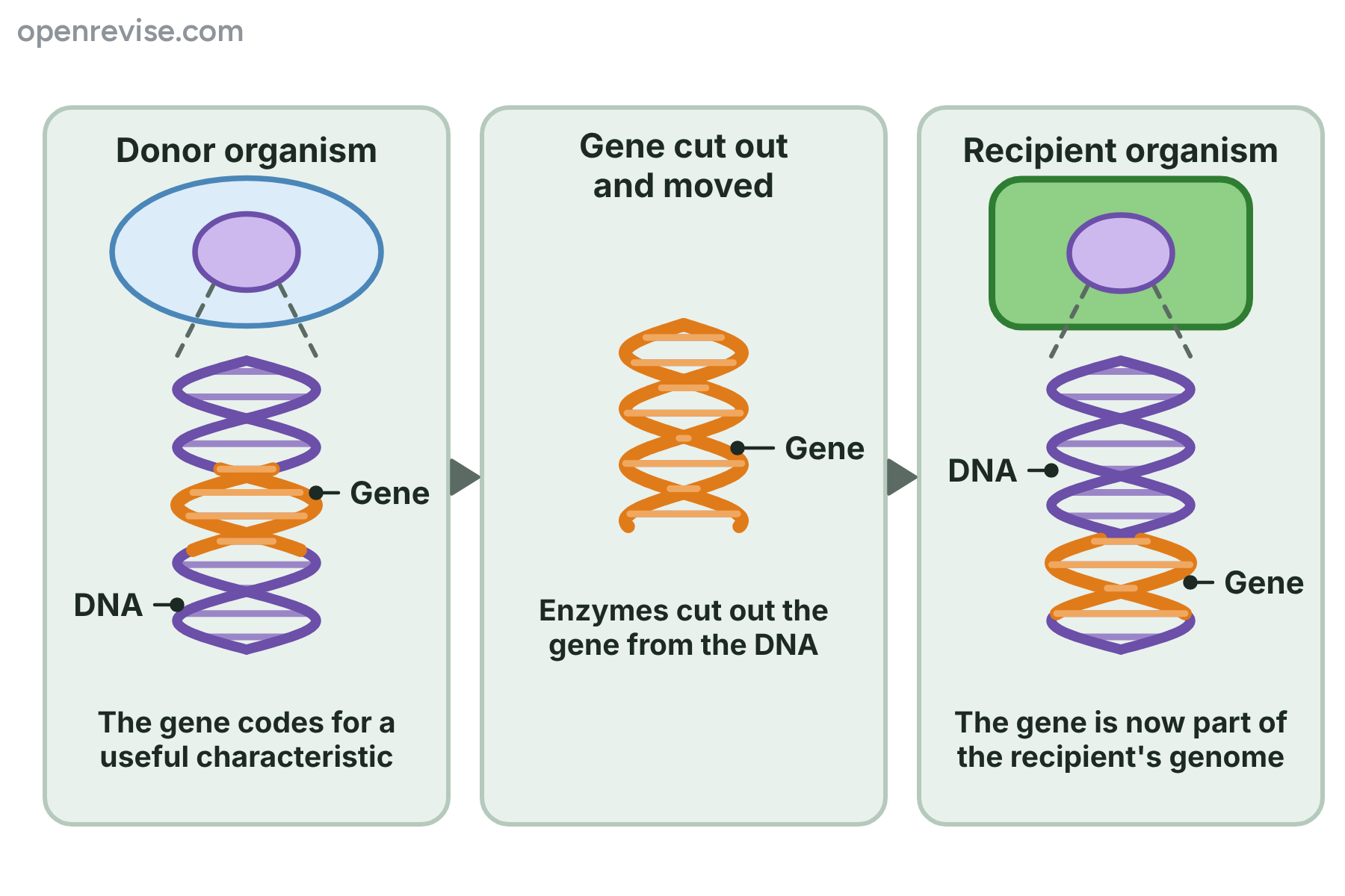 A gene is cut out of the DNA of a donor organism and inserted into the DNA of a recipient cell.