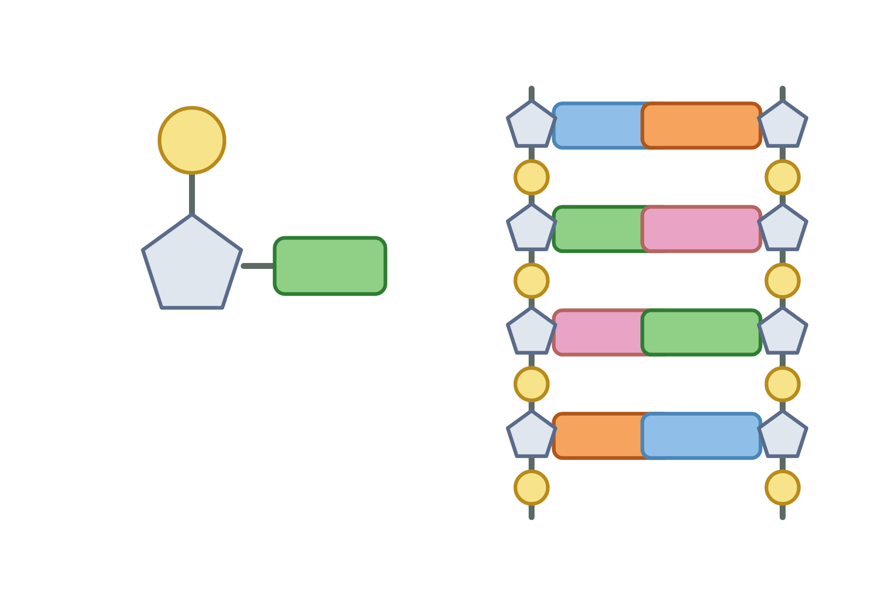A nucleotide and a DNA ladder with no labels.