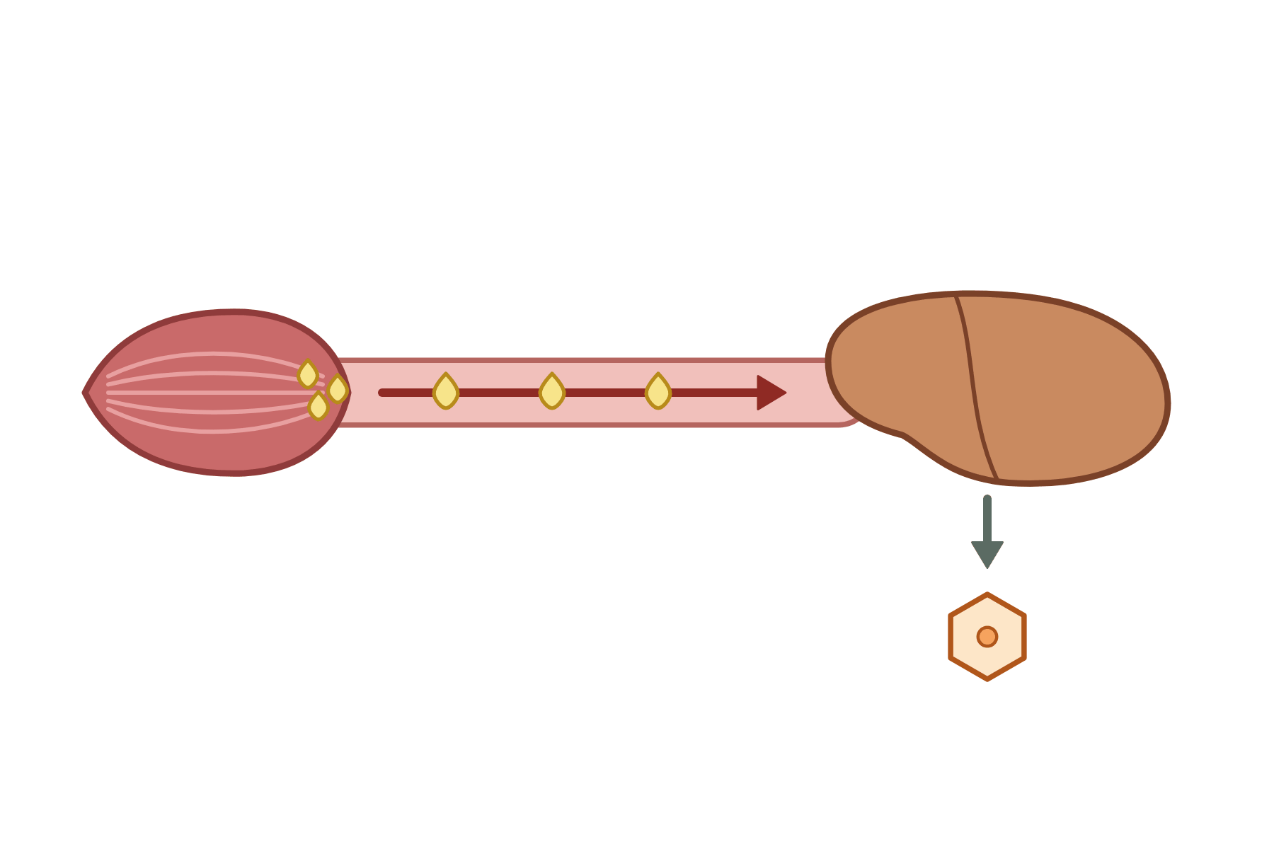 A muscle, blood vessel and liver with no labels.