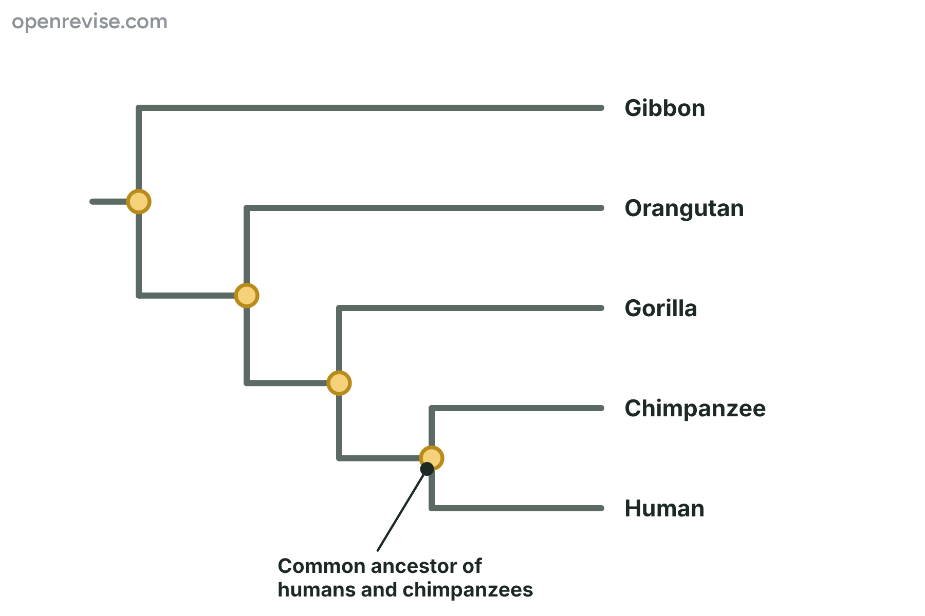 An evolutionary tree showing that humans and chimpanzees share a more recent common ancestor than either does with a gorilla.
