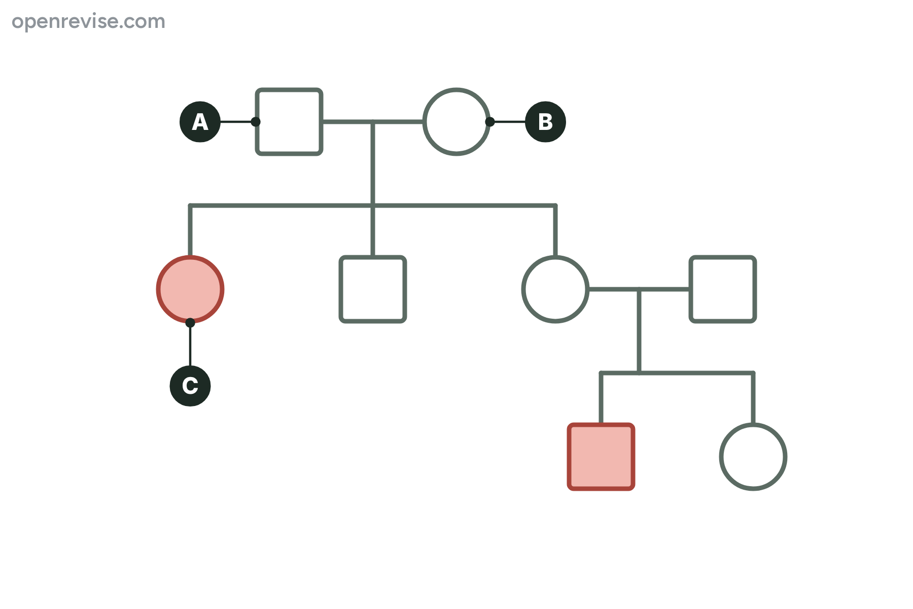 A family tree with the two unaffected parents marked A and B and their affected daughter marked C.