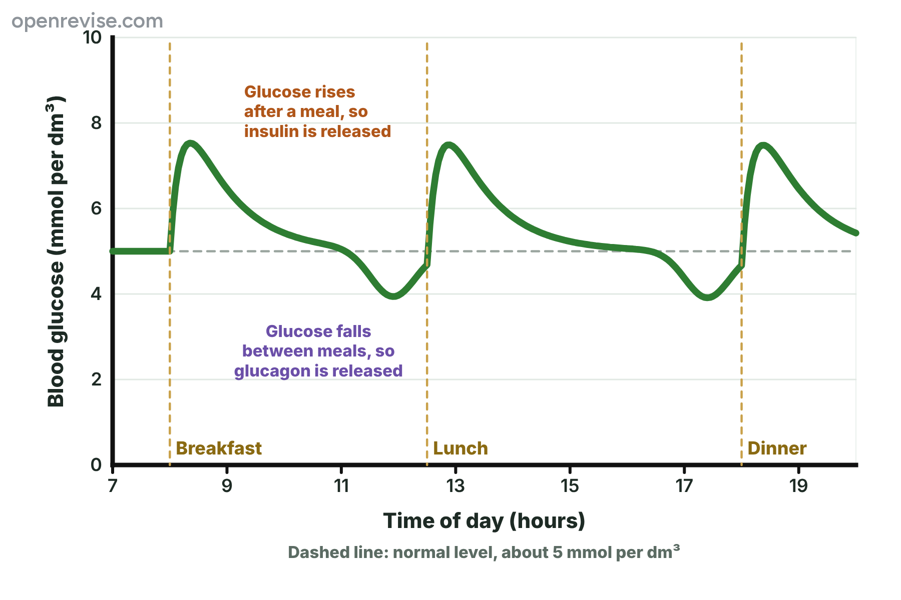 A graph of blood glucose through the day, rising after each meal and falling back to about 5 mmol per dm³, with notes marking the release of insulin and glucagon.