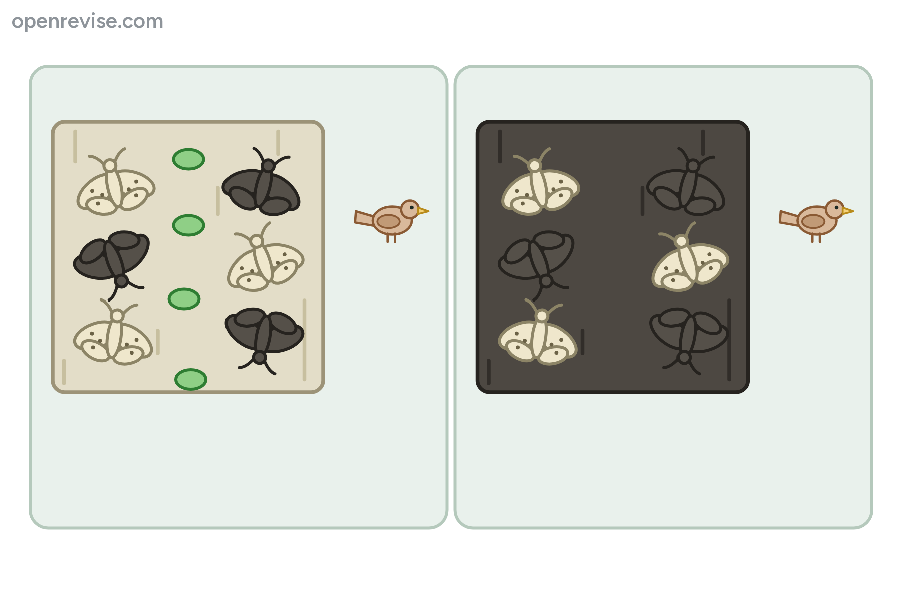 Pale and dark moths on pale bark and on dark bark, with a bird beside each, with no labels.