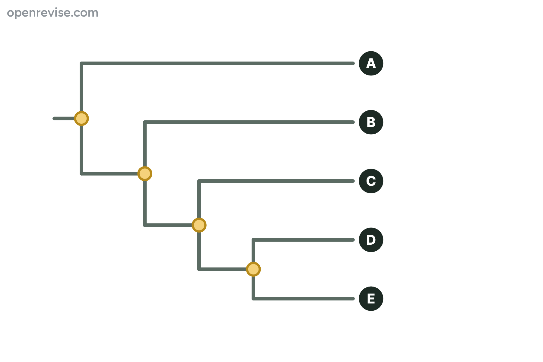 An evolutionary tree with five tips marked A, B, C, D and E.