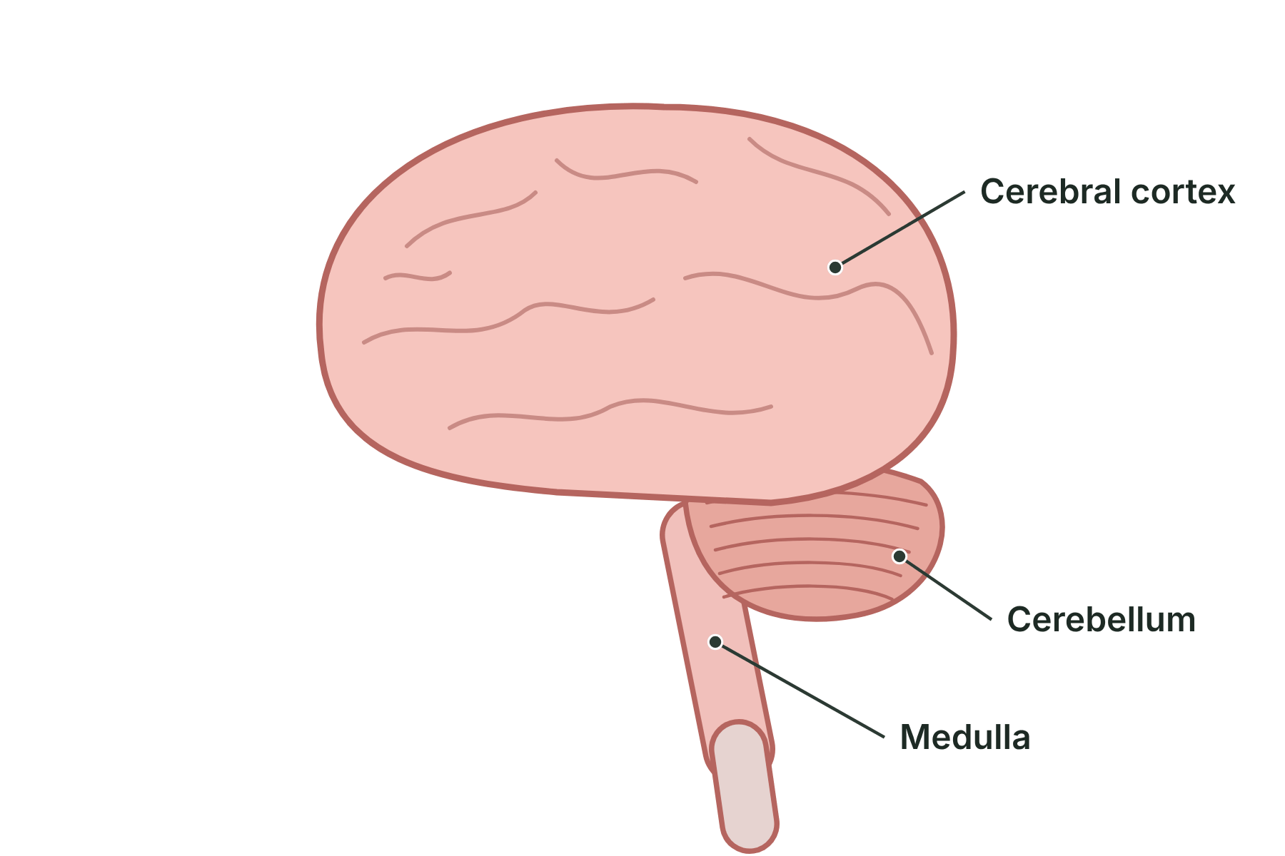 A cross-section of the brain with the cerebral cortex, cerebellum and medulla labelled.