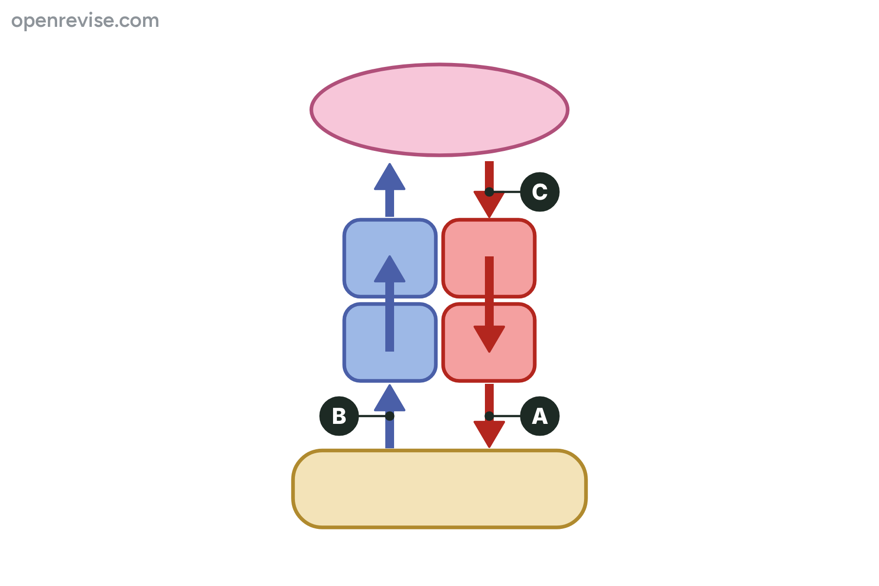 A flow diagram of the heart, lungs and body with three blood vessels marked A, B and C.