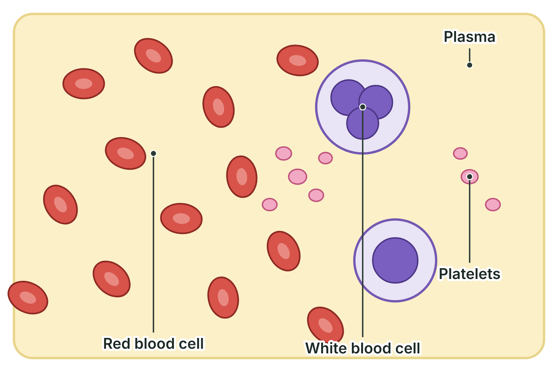 A magnified drop of blood showing plasma, red blood cells, white blood cells with nuclei and small platelets.
