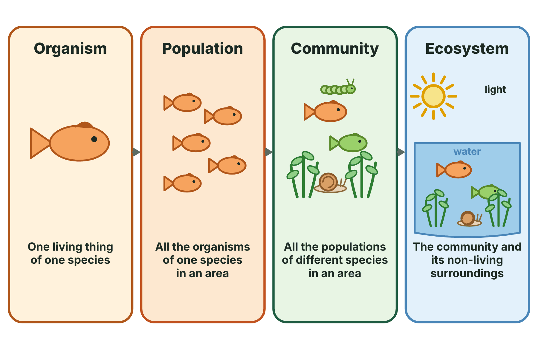Four levels of organisation: a single organism, a population of one species, a community of many species, and an ecosystem that includes the non-living surroundings.