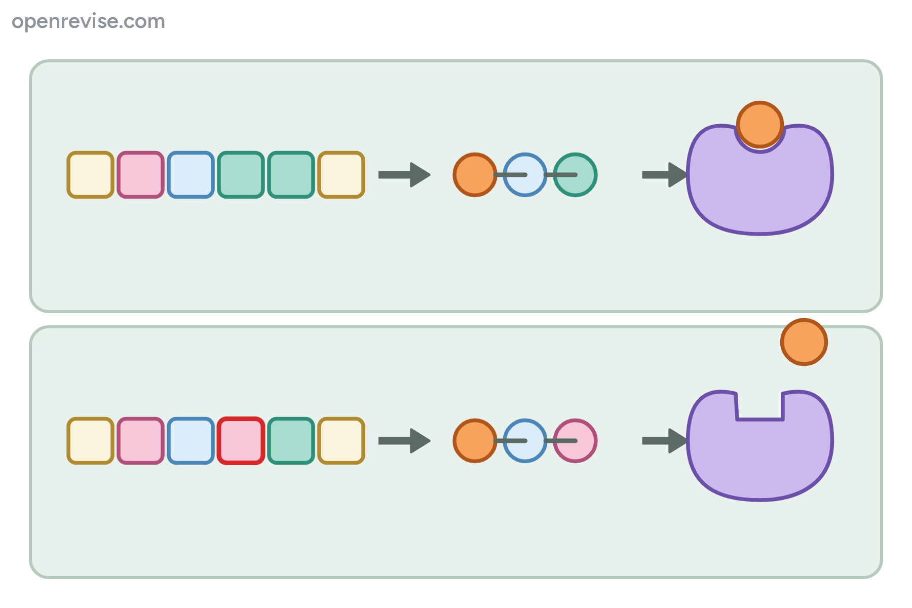 A normal gene and a mutated gene, each making an enzyme, with no labels.