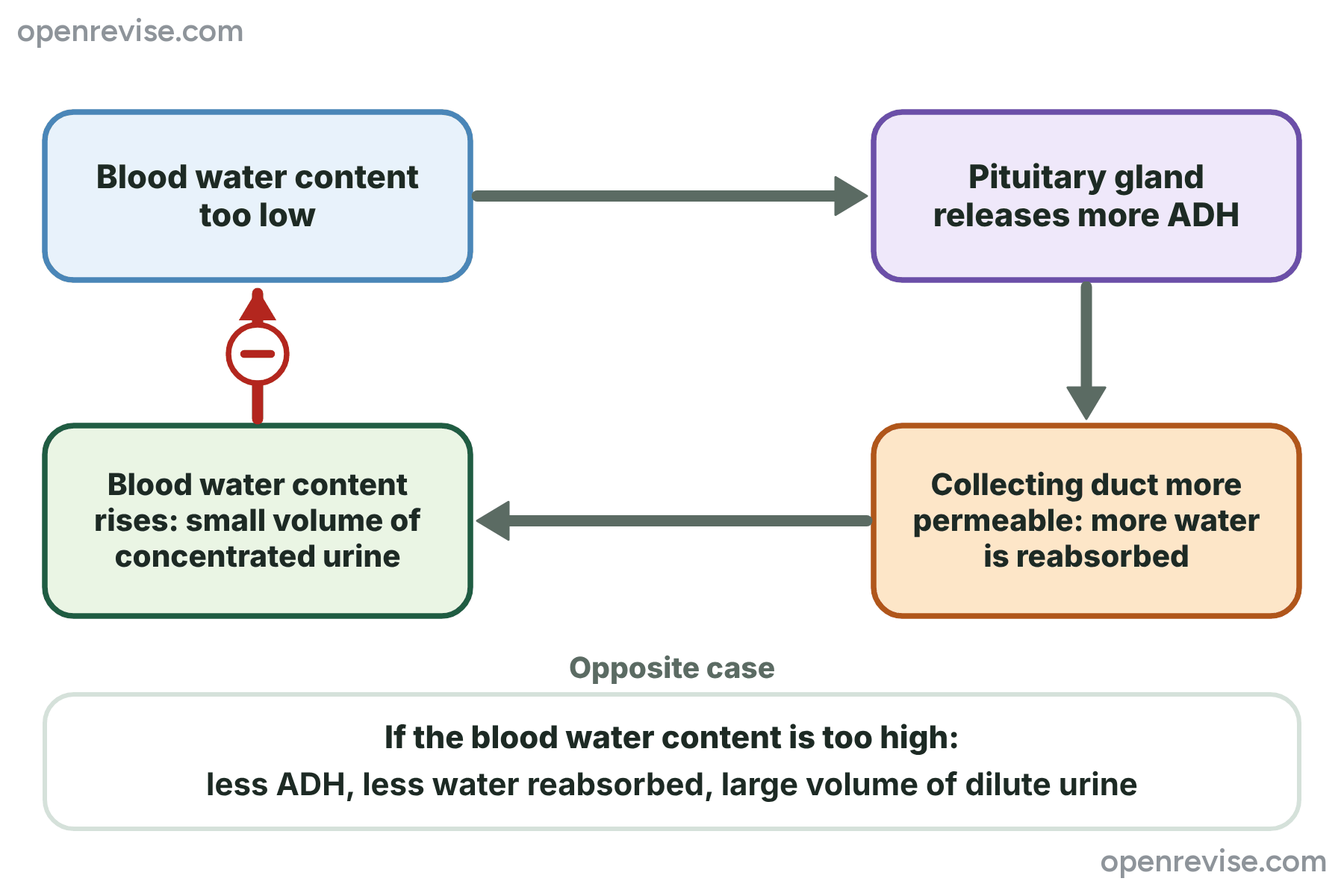 A flow chart showing that low water content in the blood leads to more ADH, a more permeable collecting duct, more water reabsorbed and concentrated urine, with a negative feedback loop back to the start.