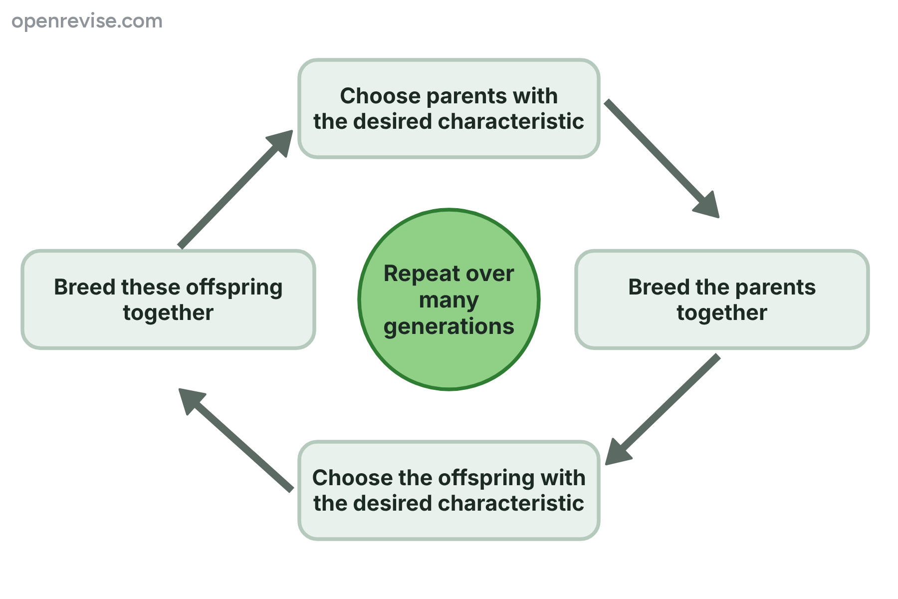 A cycle showing parents chosen, bred, the best offspring chosen and bred again, repeated over many generations.