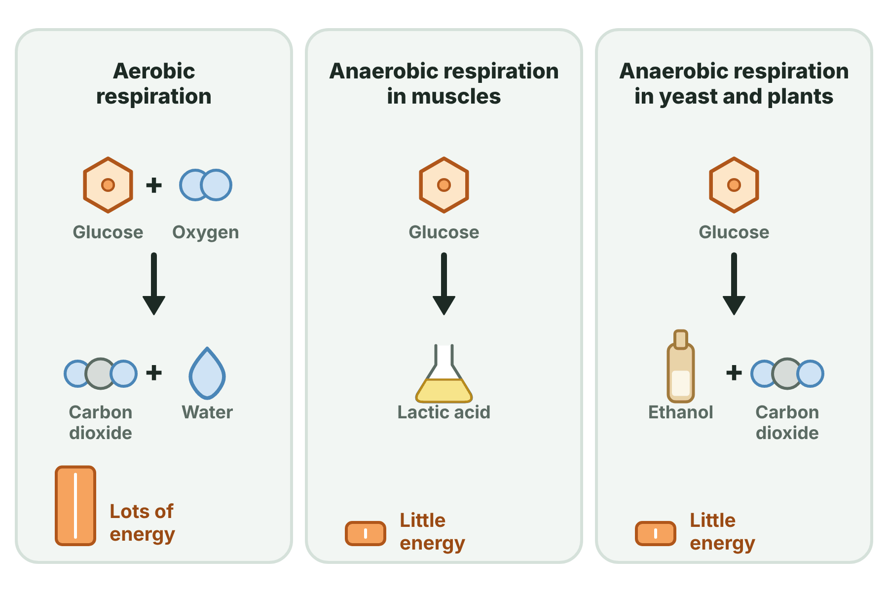 The products and the energy transferred in aerobic respiration, anaerobic respiration in muscles and anaerobic respiration in yeast and plants.