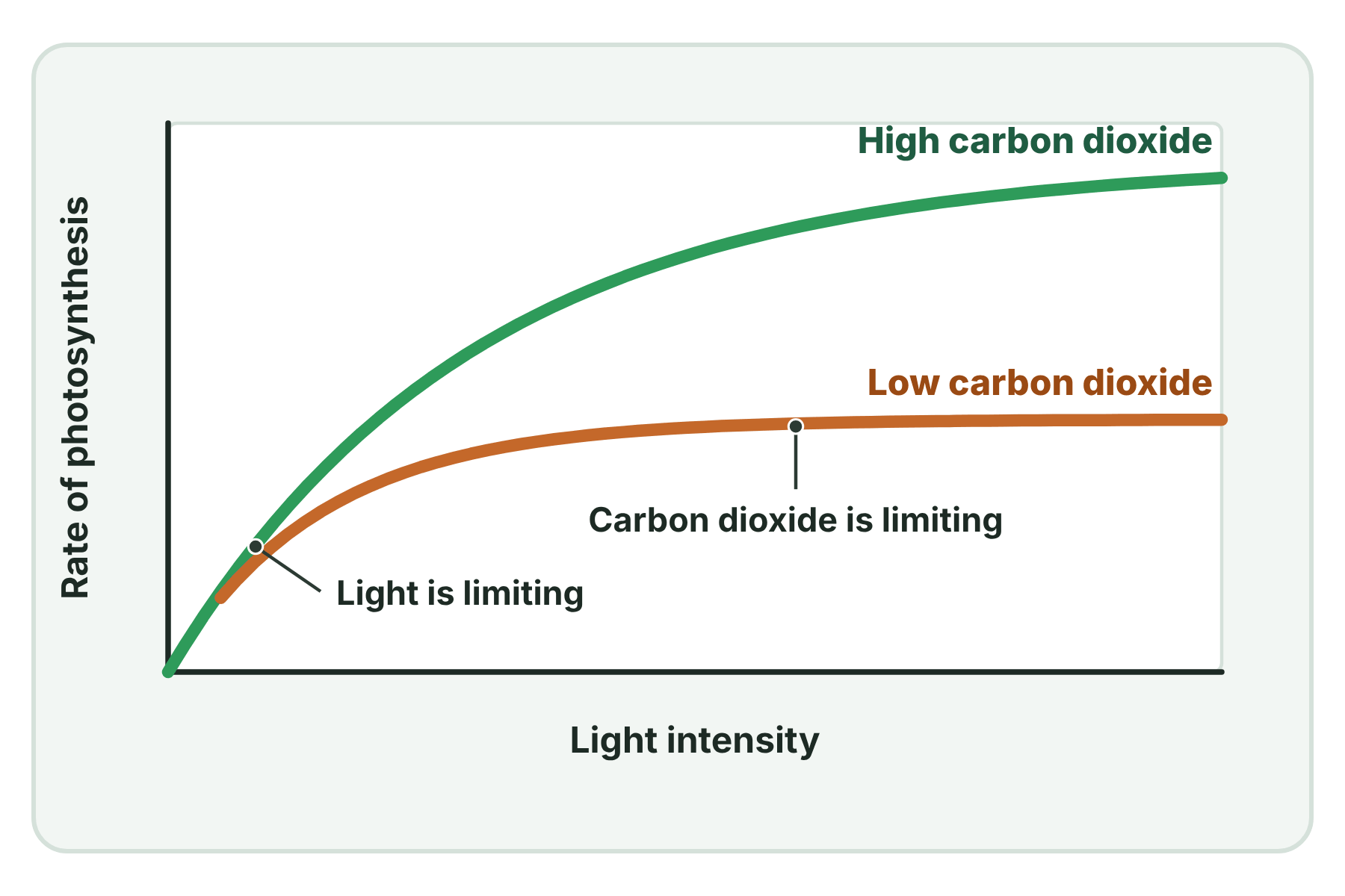 A graph of the rate of photosynthesis against light intensity with two curves, one at low carbon dioxide levelling off early and one at high carbon dioxide levelling off higher.