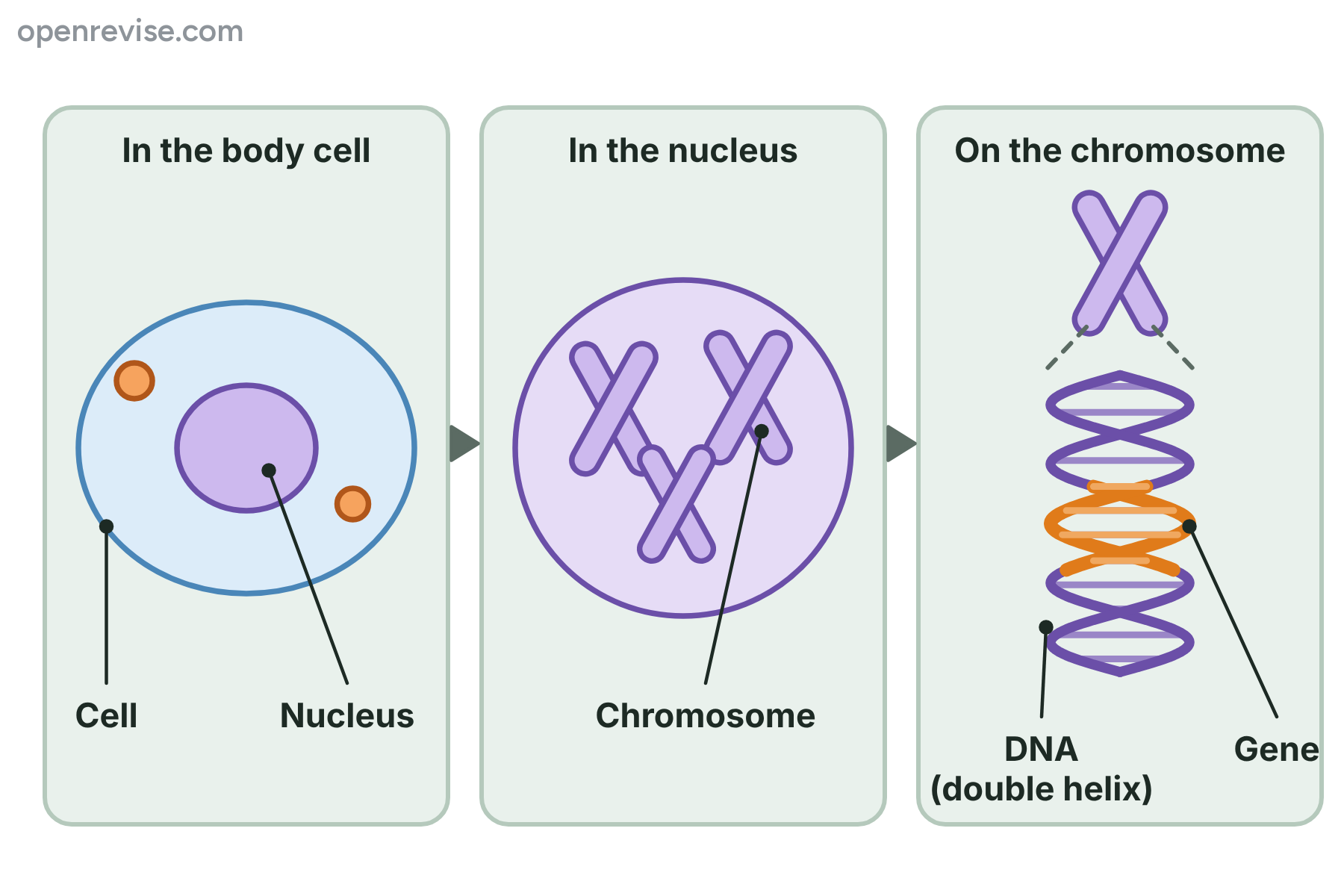 A body cell containing a nucleus, the nucleus containing chromosomes, and a chromosome made of DNA with one section marked as a gene.