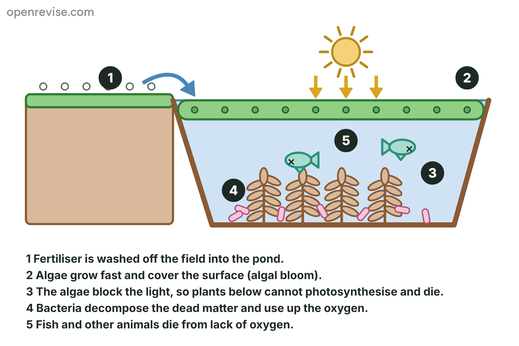 A pond in which fertiliser from a field causes an algal bloom, the plants below die, bacteria use up the oxygen and the fish die, numbered from 1 to 5.
