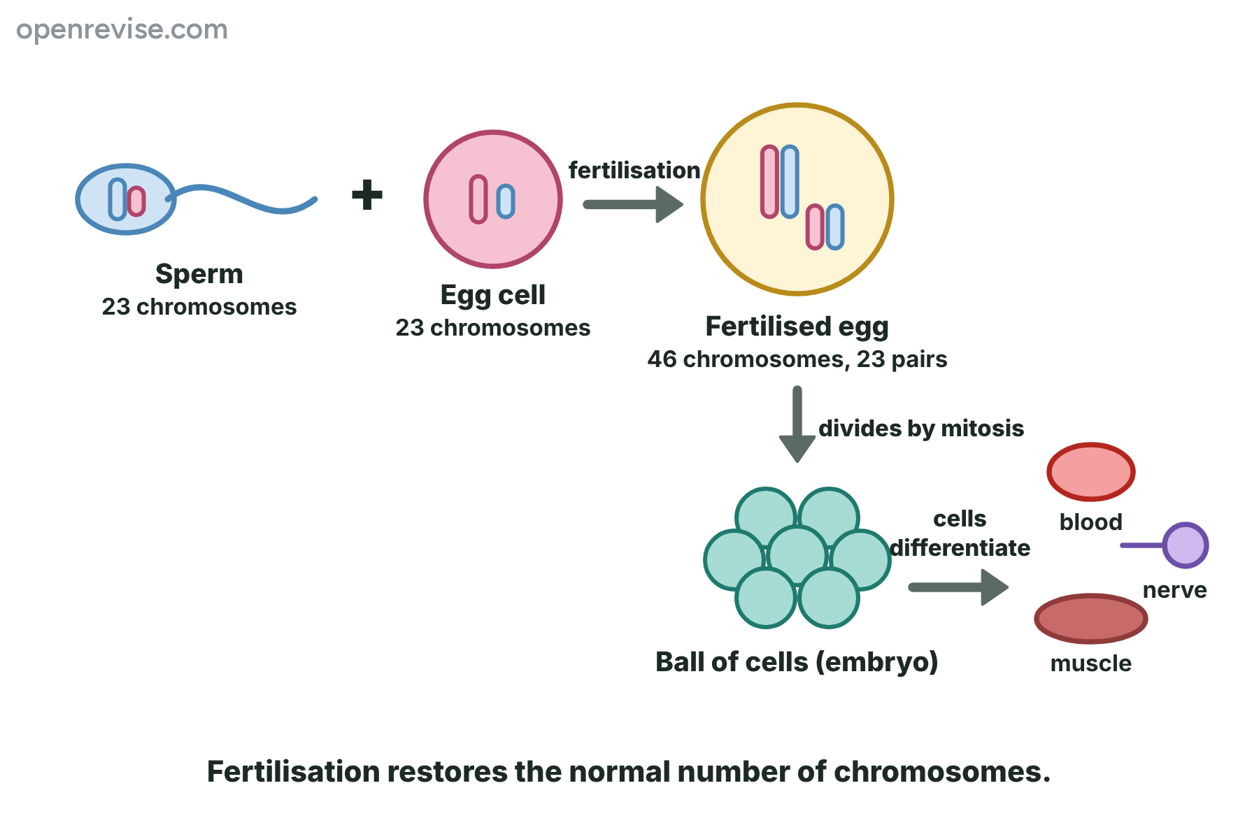 A sperm cell and an egg cell, each with 23 chromosomes, fusing to make a fertilised egg with 46 chromosomes, which divides by mitosis to form an embryo whose cells differentiate.