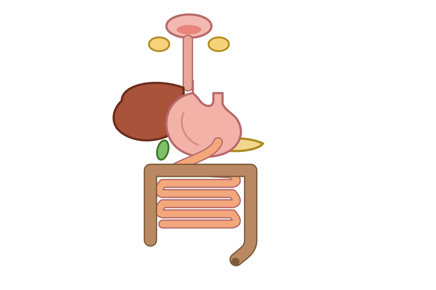An unlabelled diagram of the digestive system.