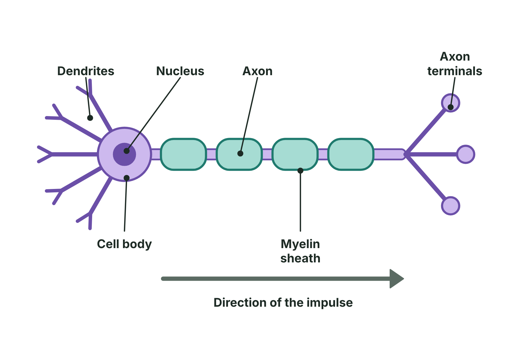 A motor neurone with its cell body and dendrites on the left, a long myelinated axon, and branched axon terminals on the right.