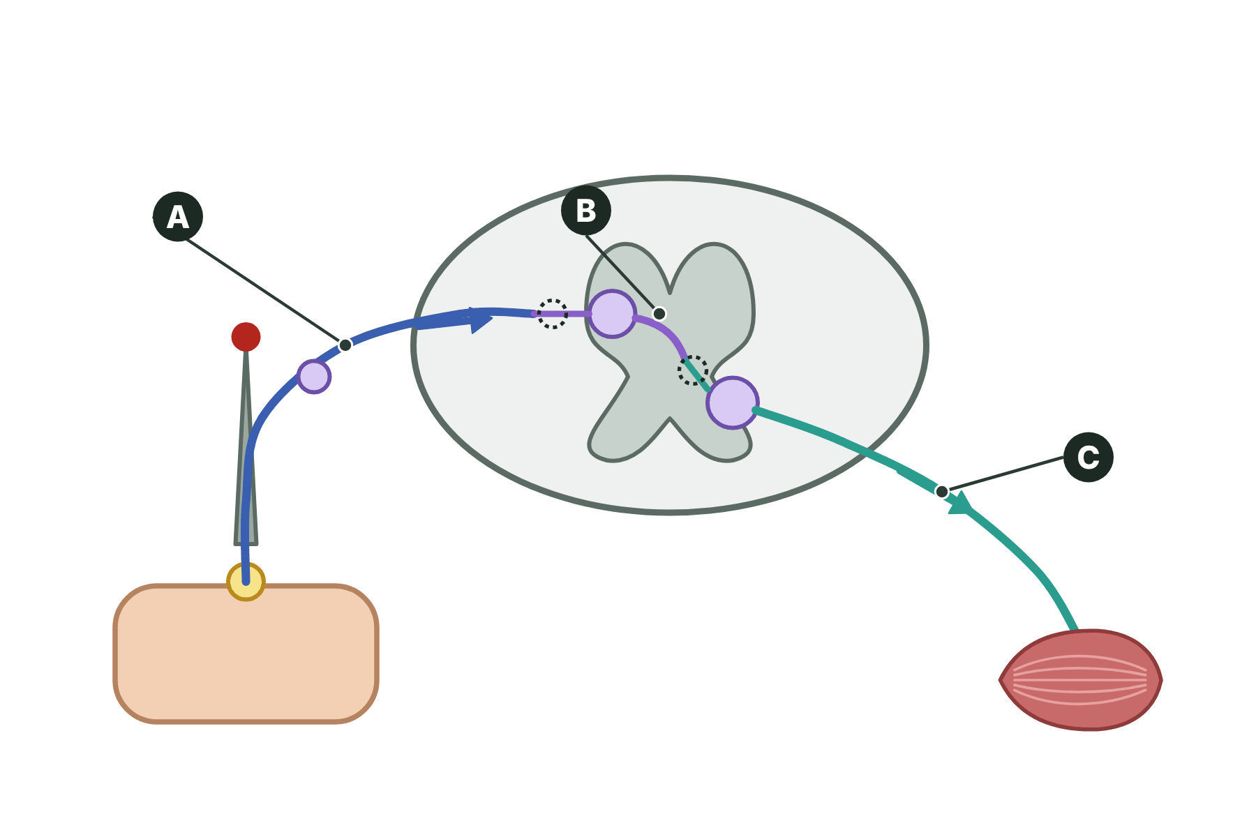 A reflex arc with three neurones marked A, B and C.