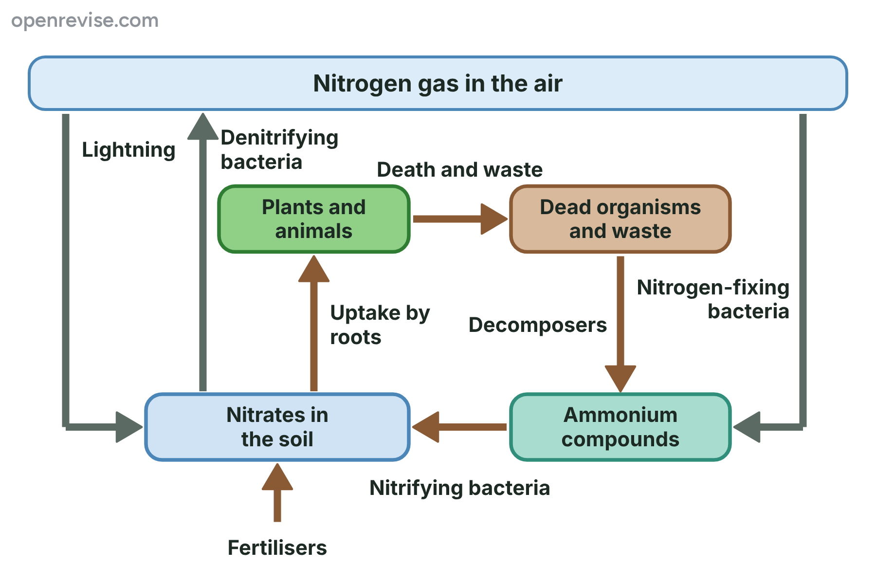 The nitrogen cycle, with bacteria, lightning and fertilisers adding nitrates to the soil and denitrifying bacteria returning nitrogen to the air.