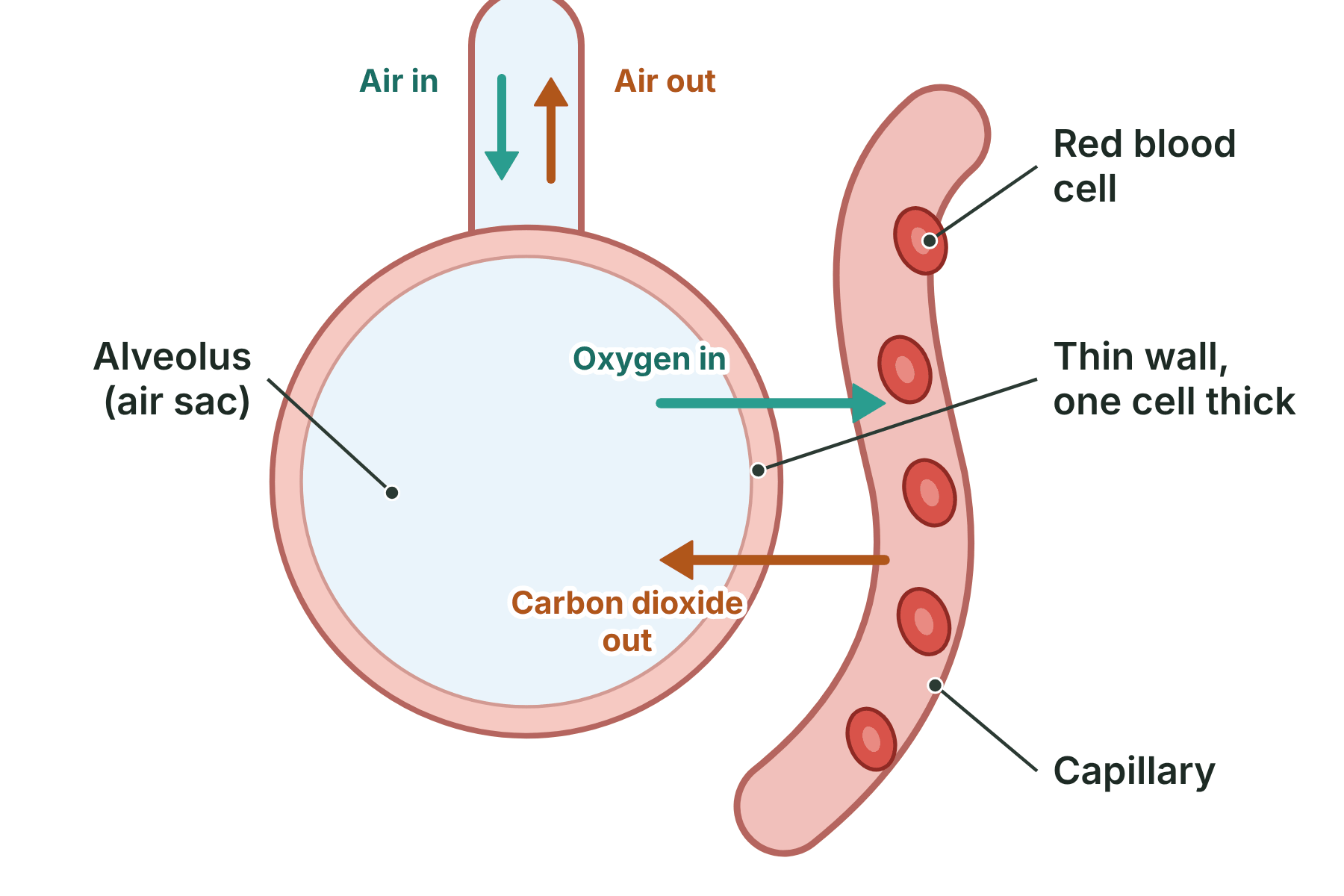 An alveolus next to a capillary with arrows for oxygen moving into the blood and carbon dioxide moving out, and labels for the thin wall, the capillary and the red blood cells.