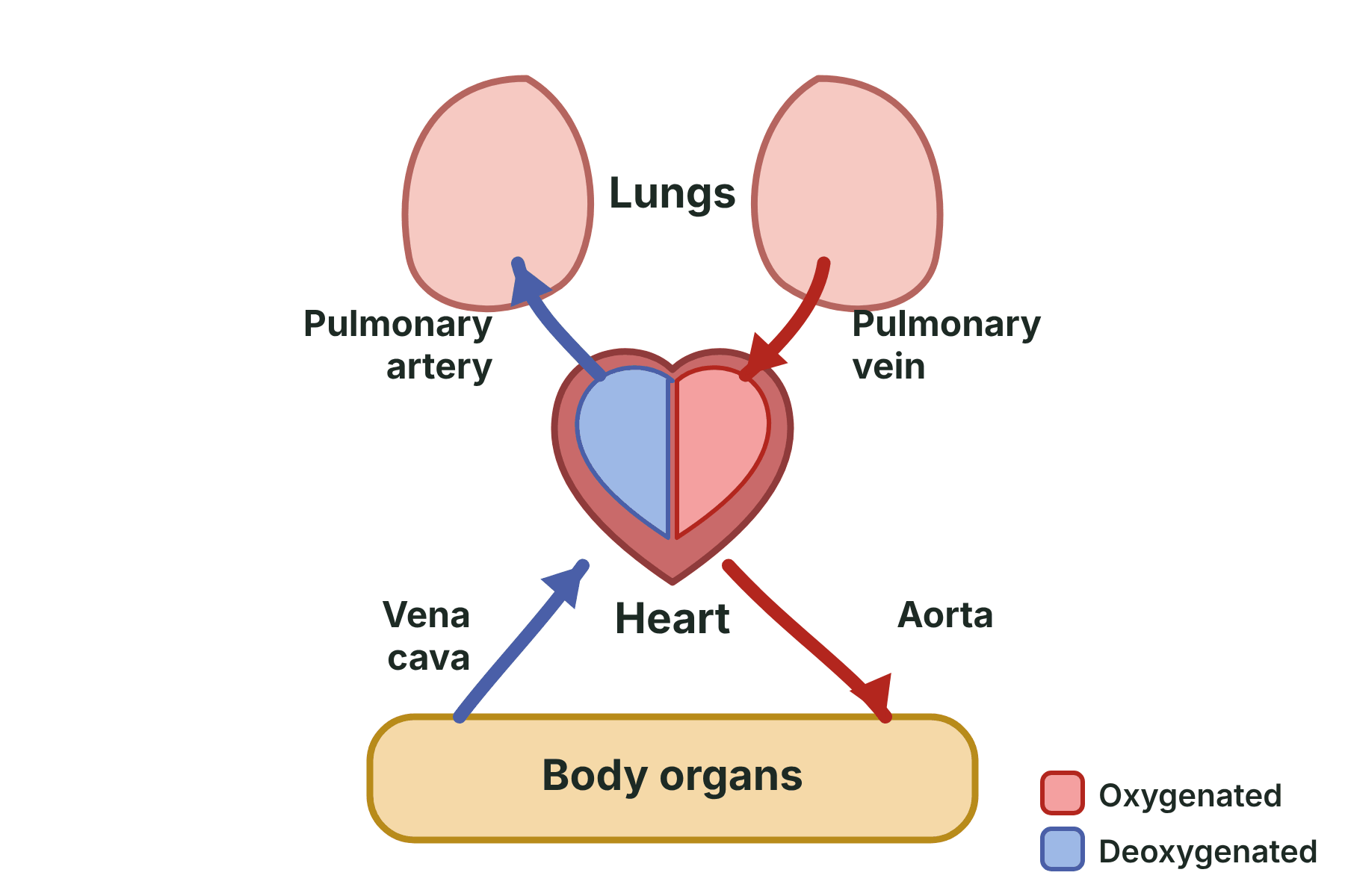 A diagram of the double circulation with one loop from the heart to the lungs and back, and a second loop from the heart to the body and back.
