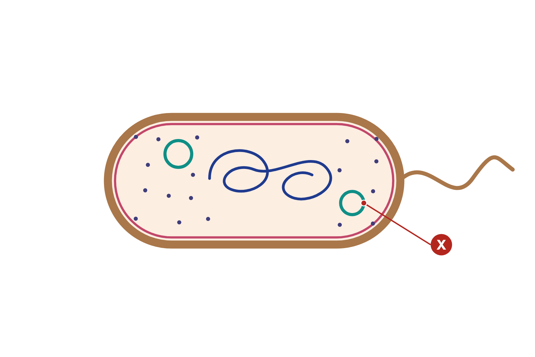 A bacterial cell with a pointer marked X to a small ring of DNA.