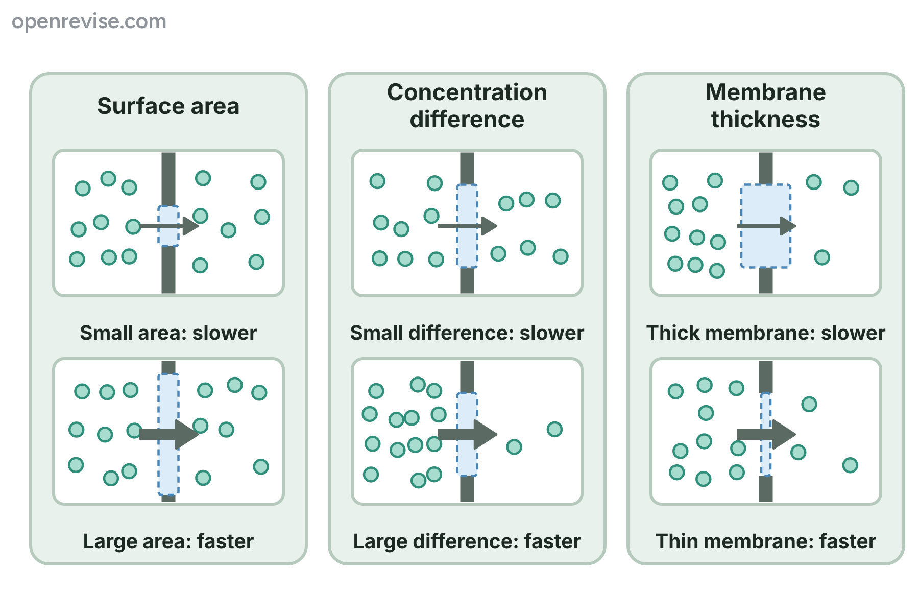 Three pairs of boxes showing that a larger area, a bigger concentration difference and a thinner membrane each make diffusion faster.