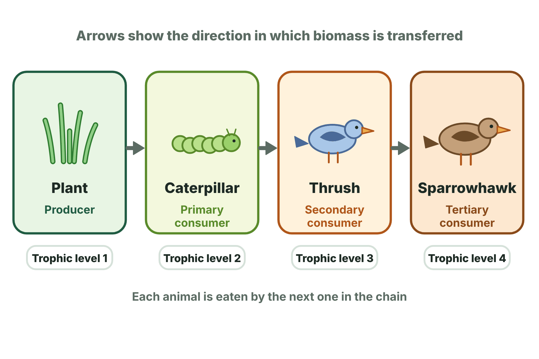 A food chain from a plant to a caterpillar to a thrush to a sparrowhawk, with each organism's trophic level labelled.