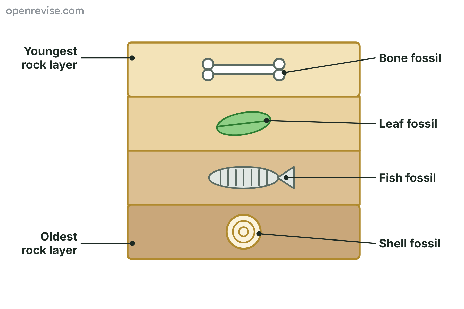 Four layers of rock, with the oldest at the bottom, each containing a different fossil.