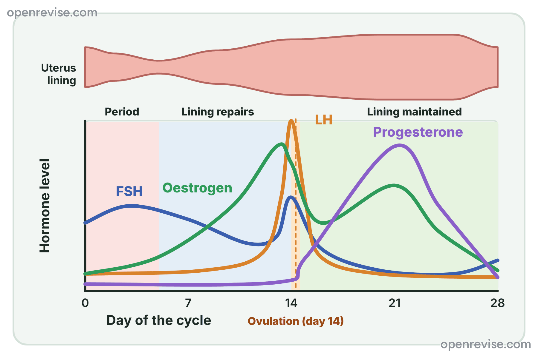 A graph of the levels of FSH, LH, oestrogen and progesterone through a 28-day menstrual cycle, with the thickness of the lining of the uterus shown above it.