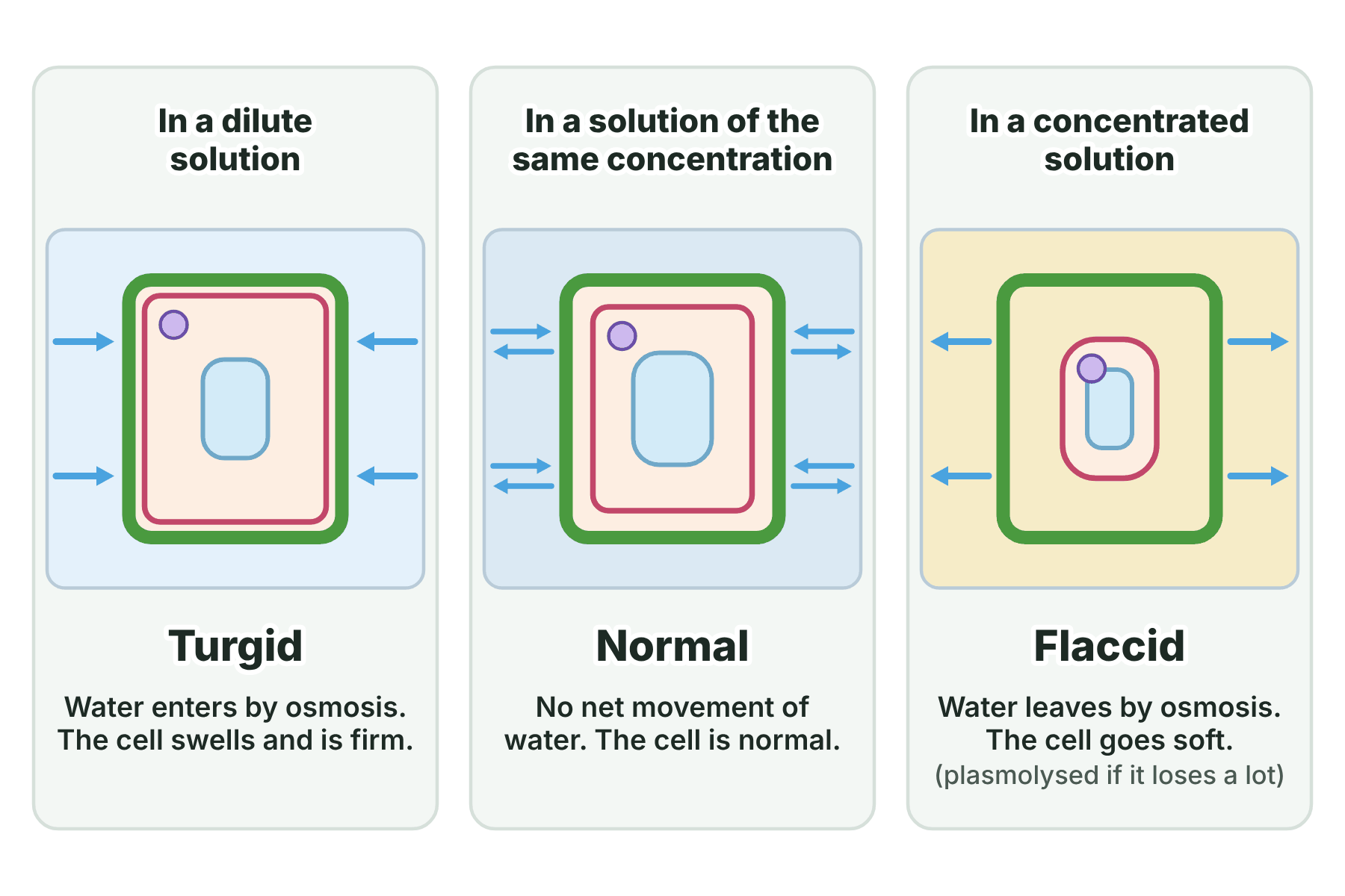 A plant cell that is turgid in a dilute solution, normal in an equal solution and flaccid in a concentrated solution.