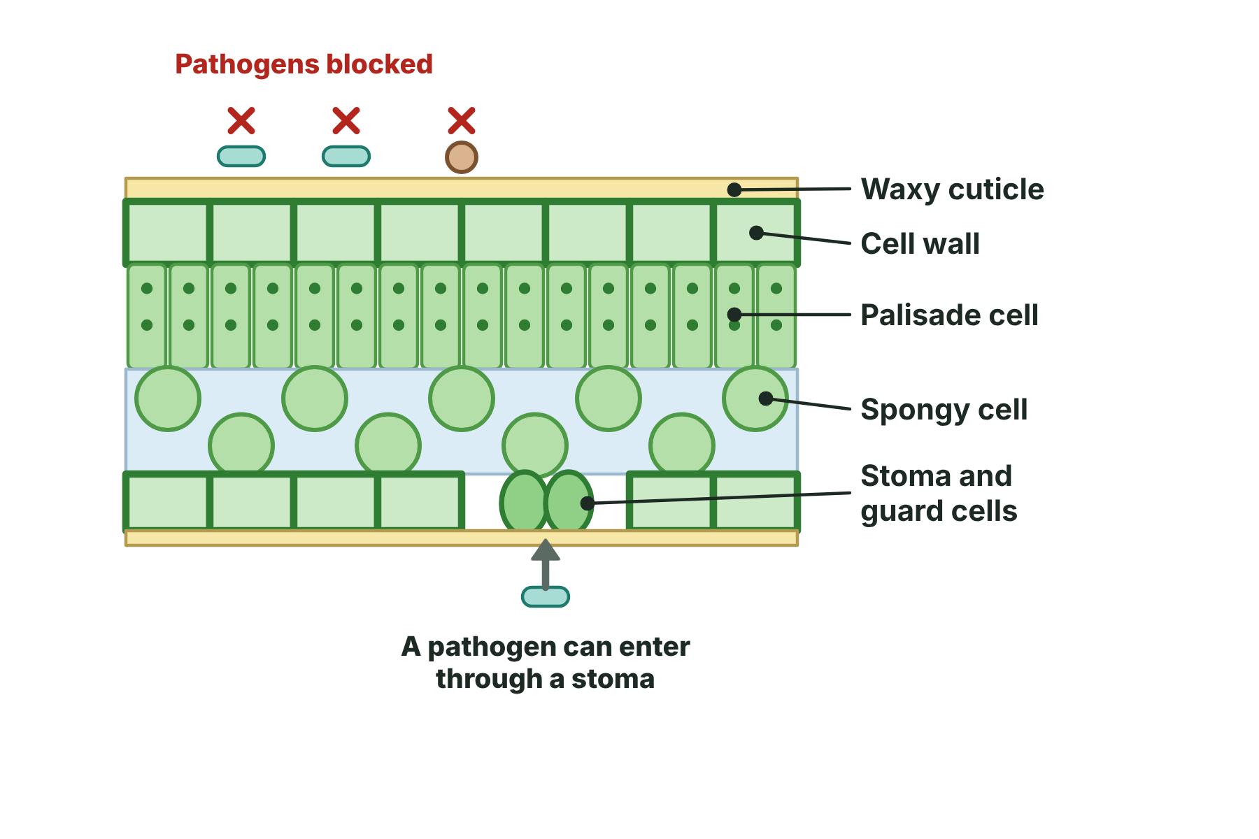 A cross-section of a leaf with the waxy cuticle and the cell walls of the epidermis blocking pathogens, and a stoma as a possible way in.