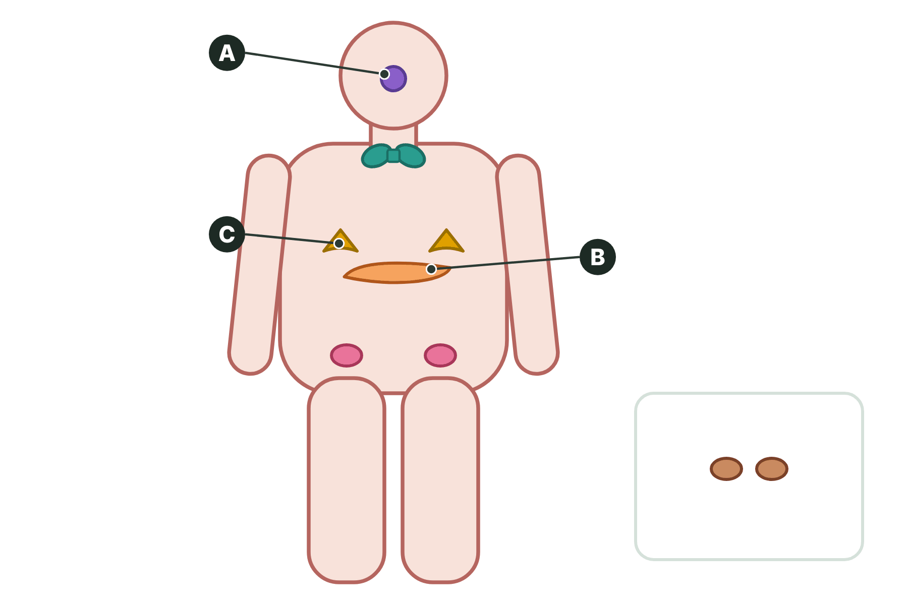 A body outline with three glands marked A, B and C.