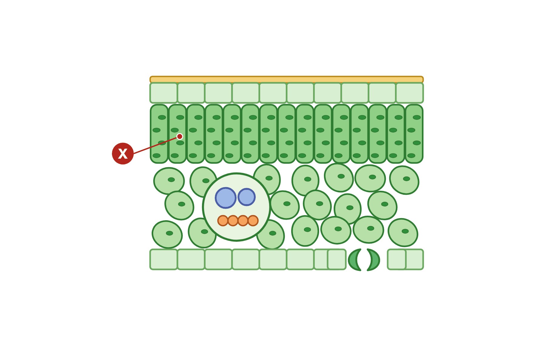 A leaf cross-section with a pointer marked X to the palisade mesophyll.