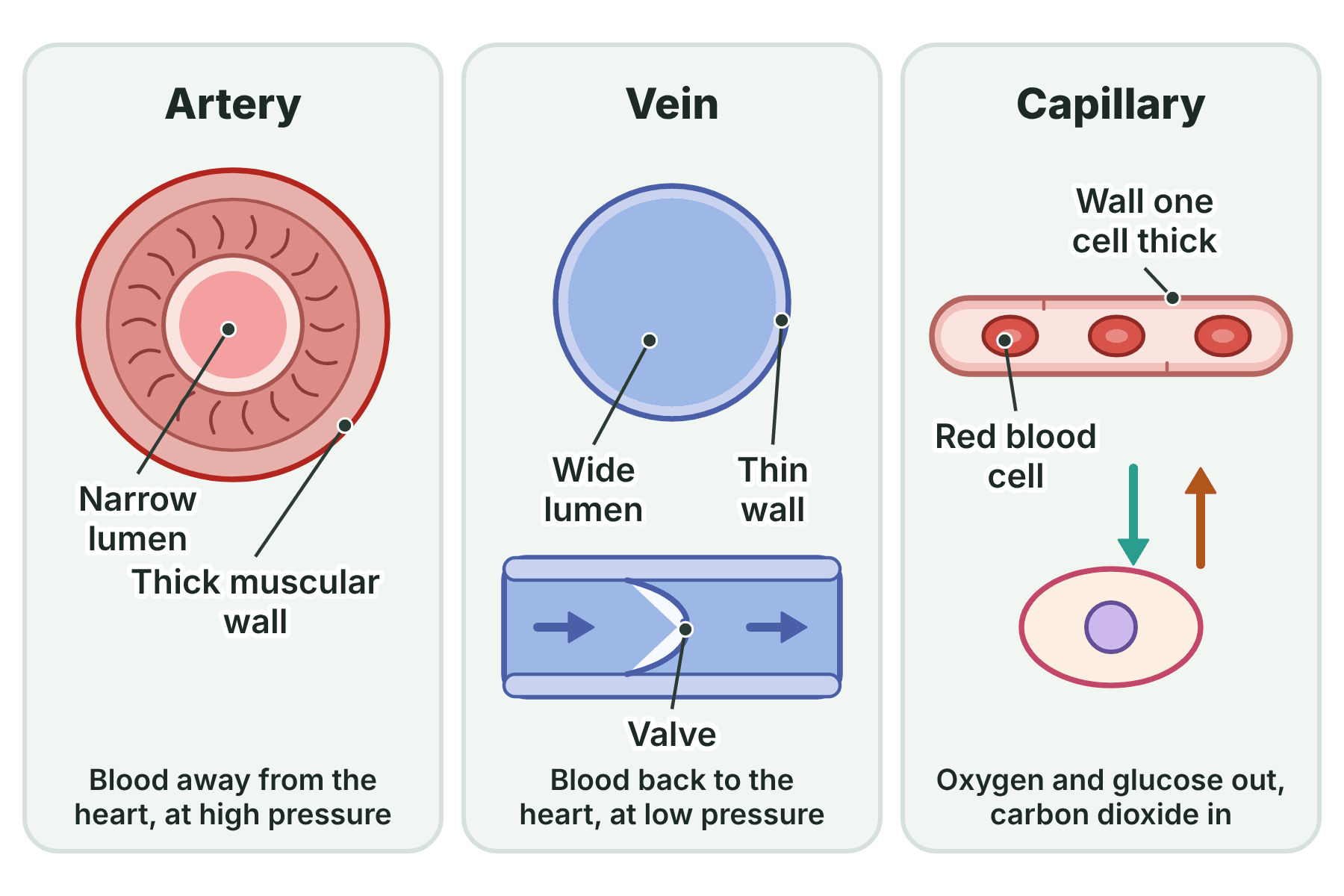 Cross-sections of an artery with a thick muscular wall and narrow lumen, a vein with a thin wall, wide lumen and valve, and a capillary with a wall one cell thick.