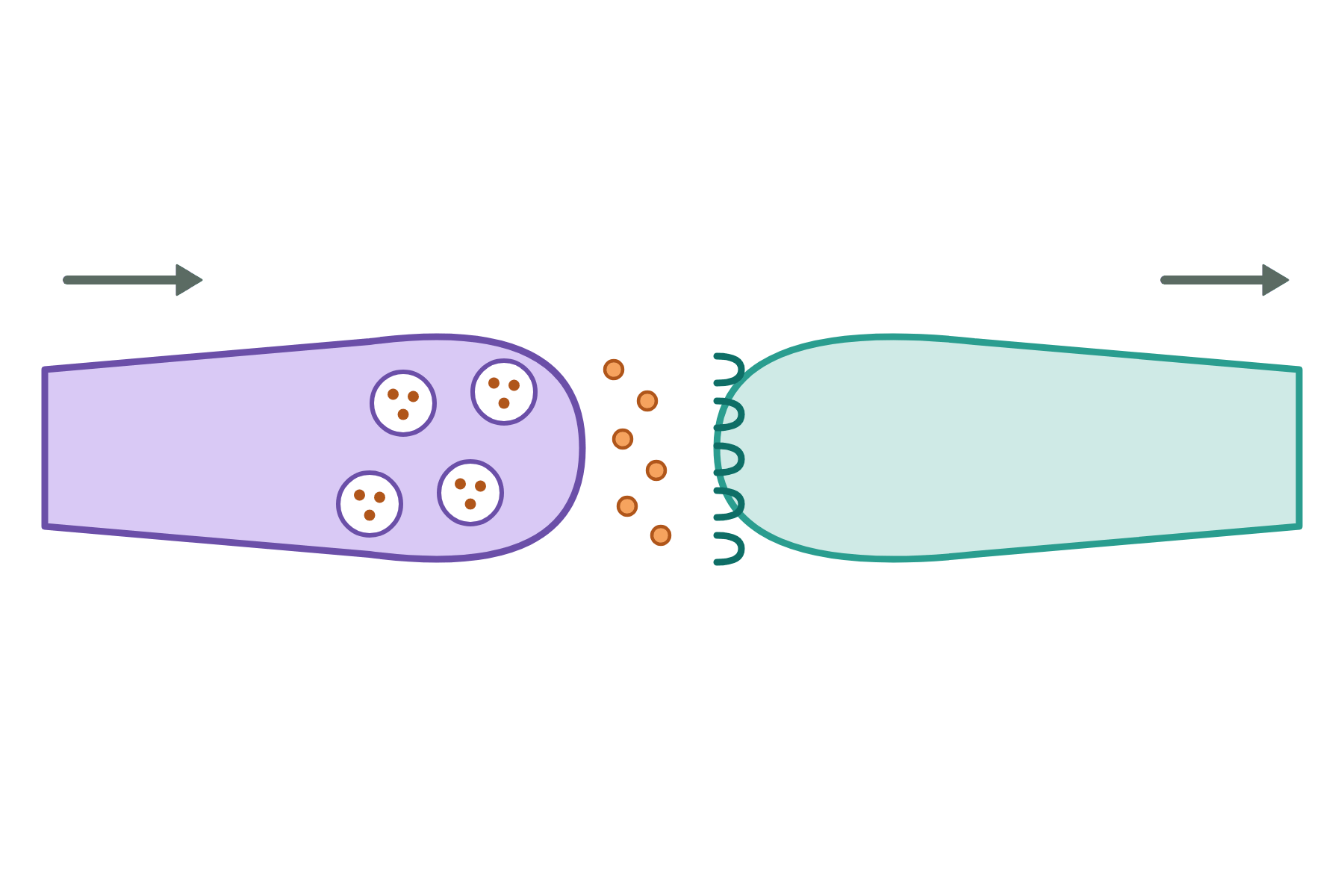 A synapse with no labels.