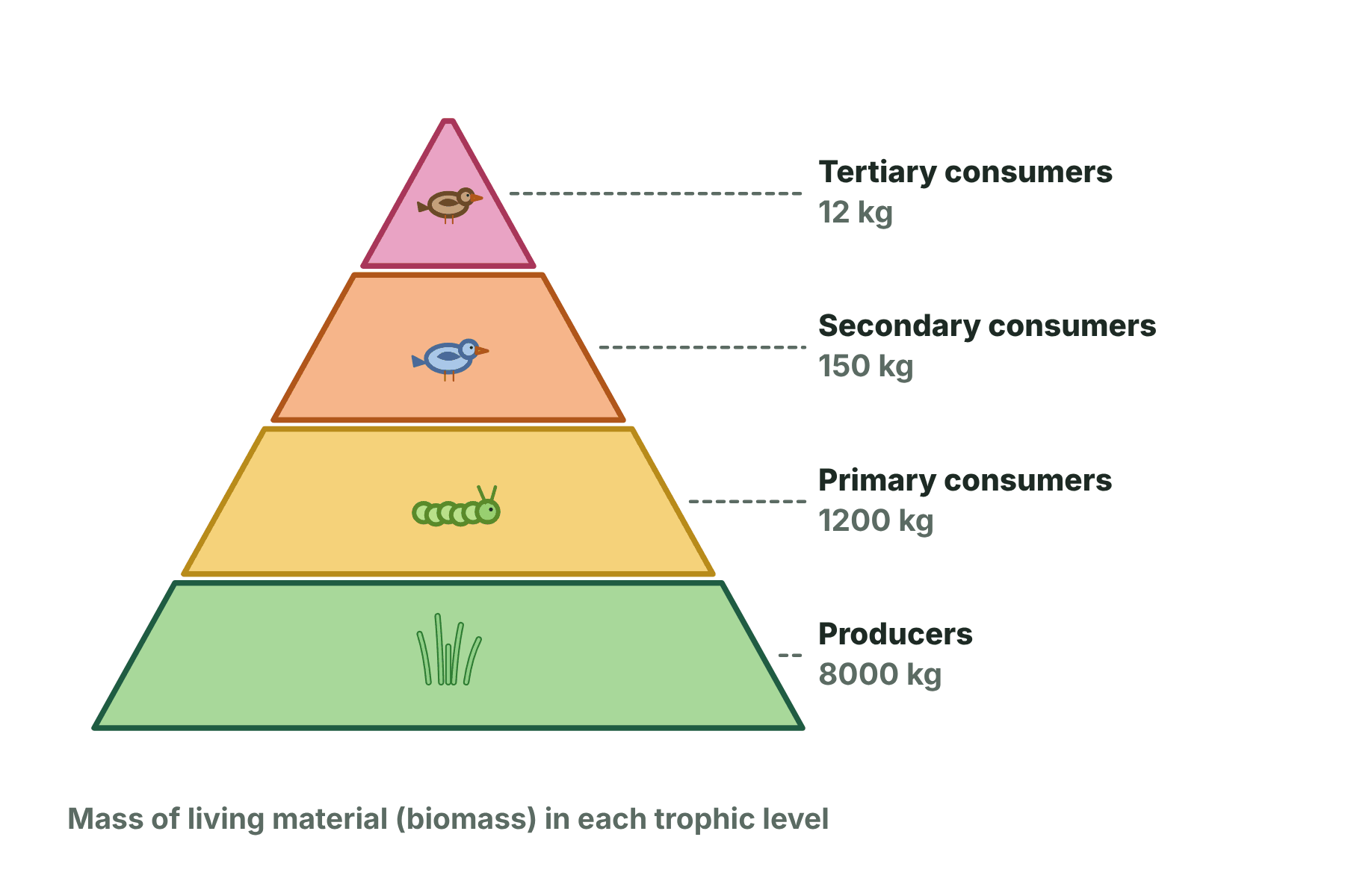 A pyramid of biomass with 8000 kg of producers, 1200 kg of primary consumers, 150 kg of secondary consumers and 12 kg of tertiary consumers.