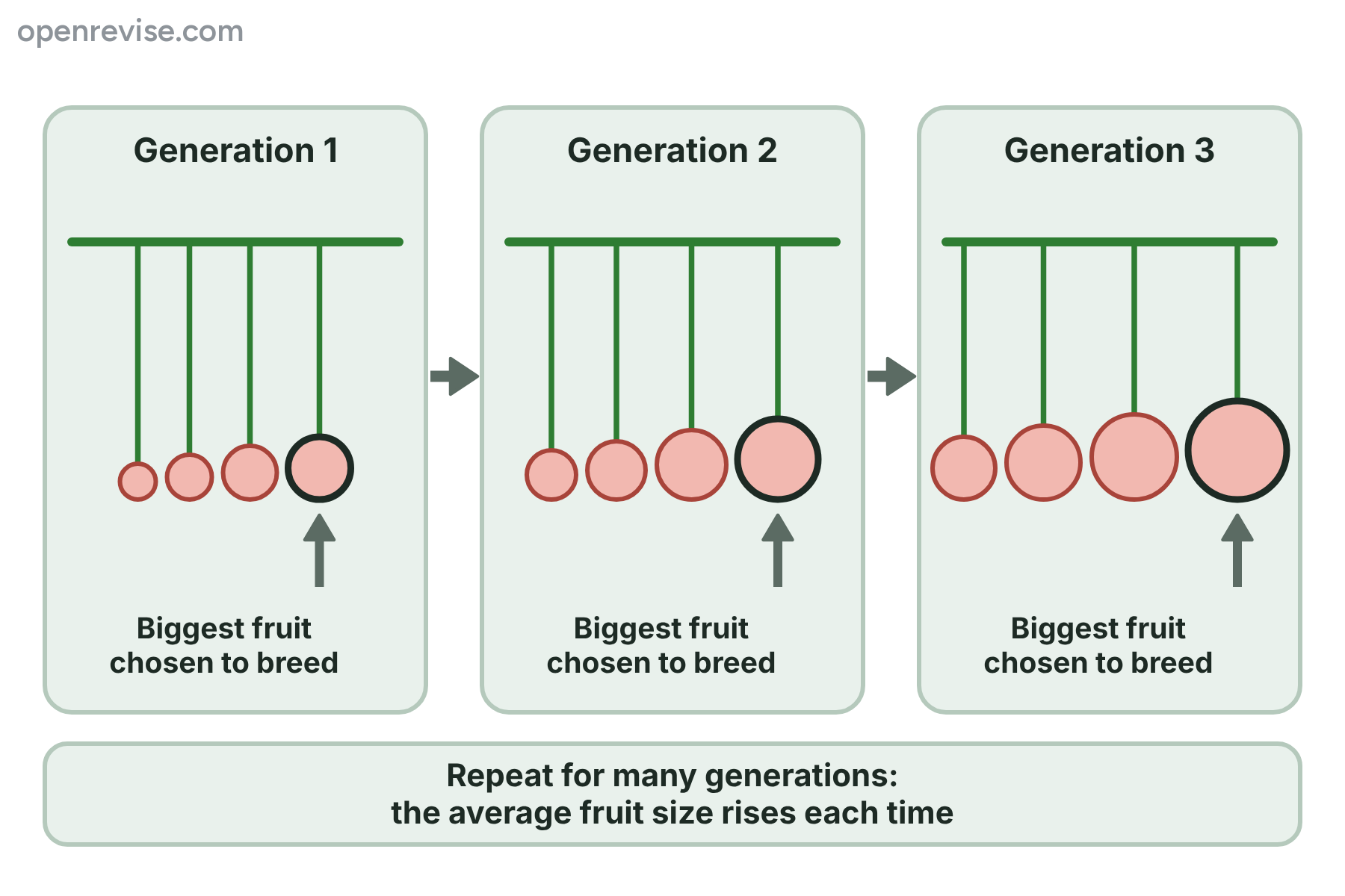 Fruits from three generations of a plant, with the biggest fruit chosen as a parent each time and the average fruit getting bigger.
