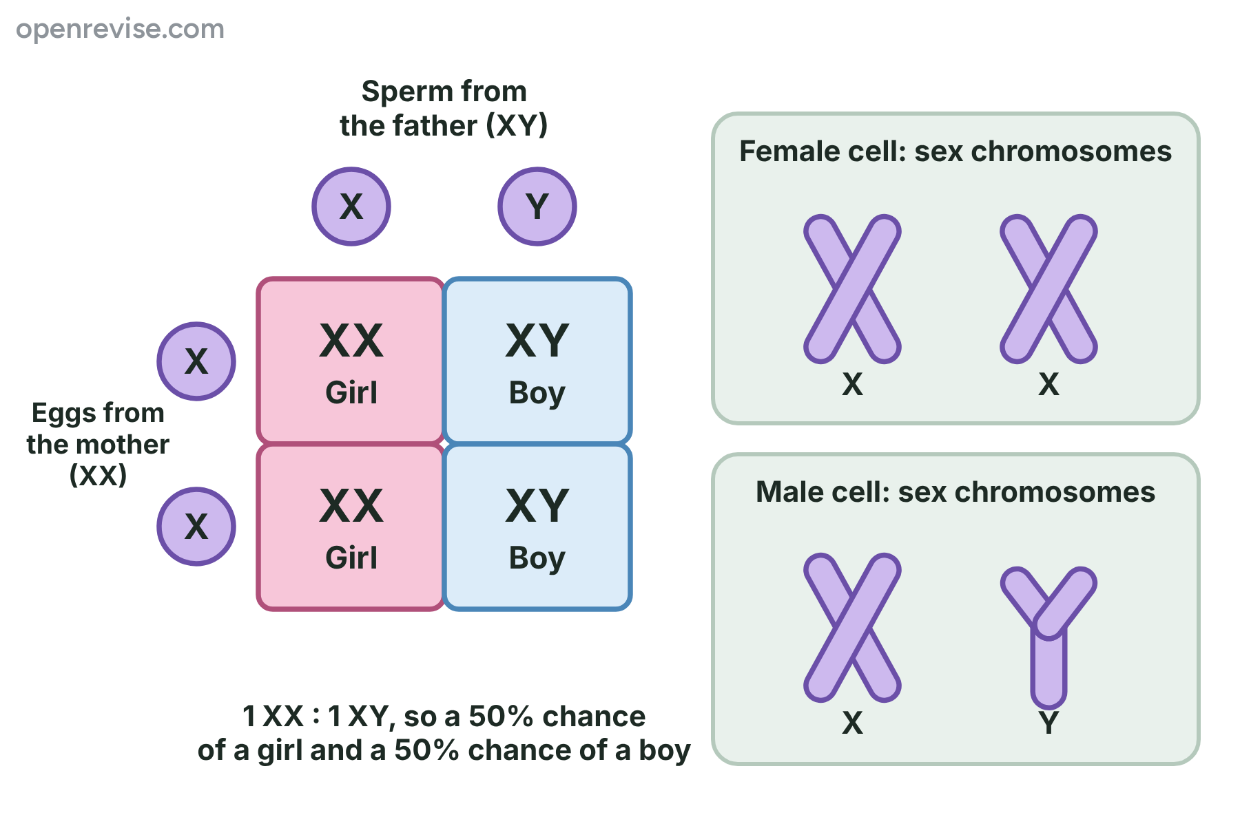A Punnett square showing that half of children are XX girls and half are XY boys, beside the sex chromosomes of a female and a male cell.