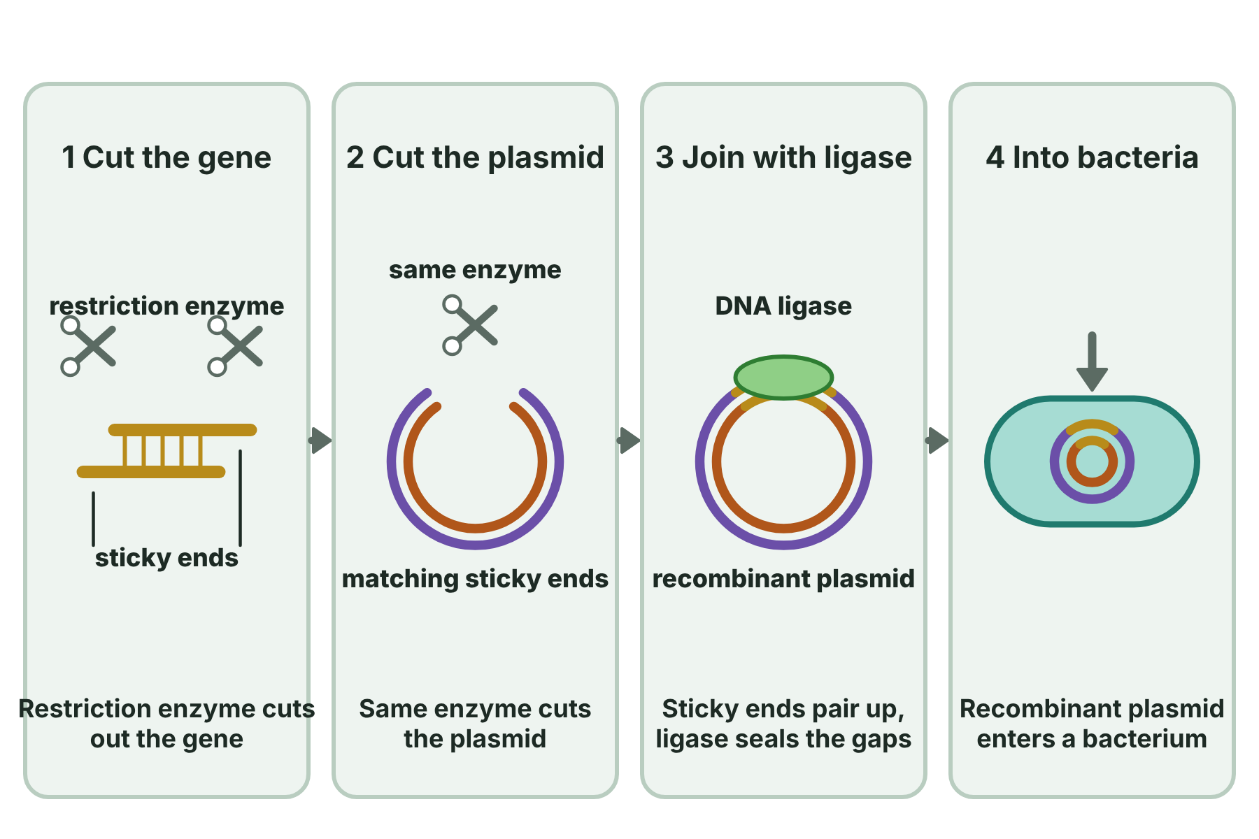 A gene cut out with a restriction enzyme, a plasmid cut with the same enzyme, the two joined by DNA ligase, and the plasmid put into a bacterium.