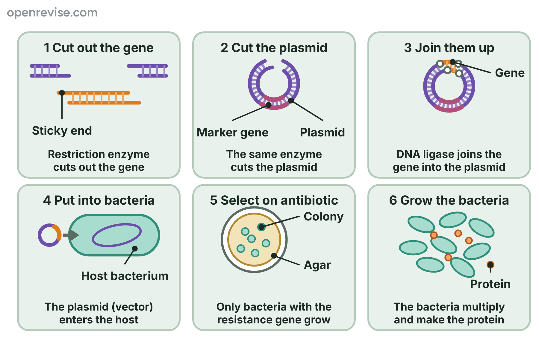 A six-step storyboard showing a gene cut out with a restriction enzyme, a plasmid cut open, the two joined by ligase, the plasmid put into a host bacterium, the bacteria selected on antibiotic agar and then grown.