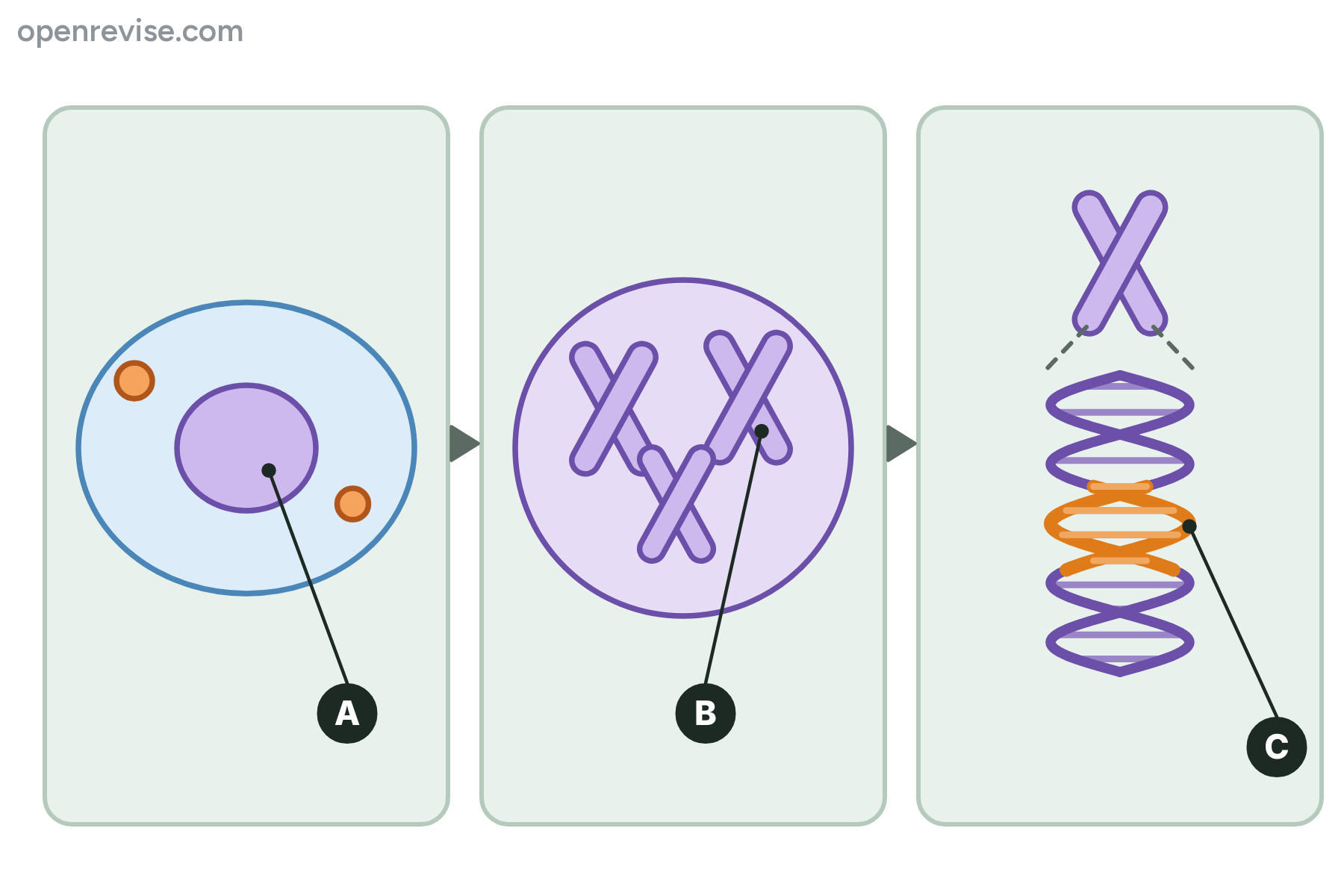 A cell, a nucleus and a chromosome opening out to DNA, with three parts marked A, B and C.