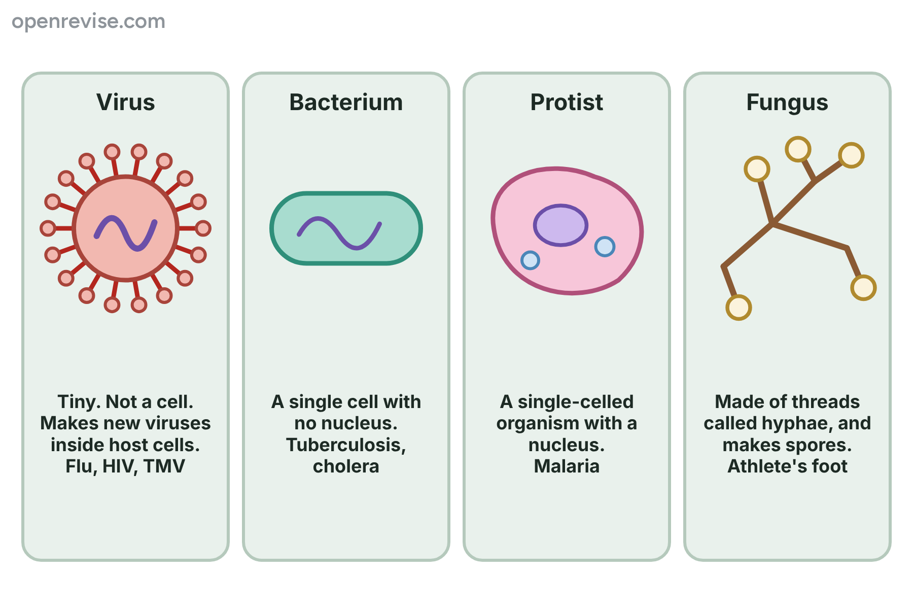 Drawings of a virus, a bacterium, a protist and a fungus, each with a short description and a disease that it causes.