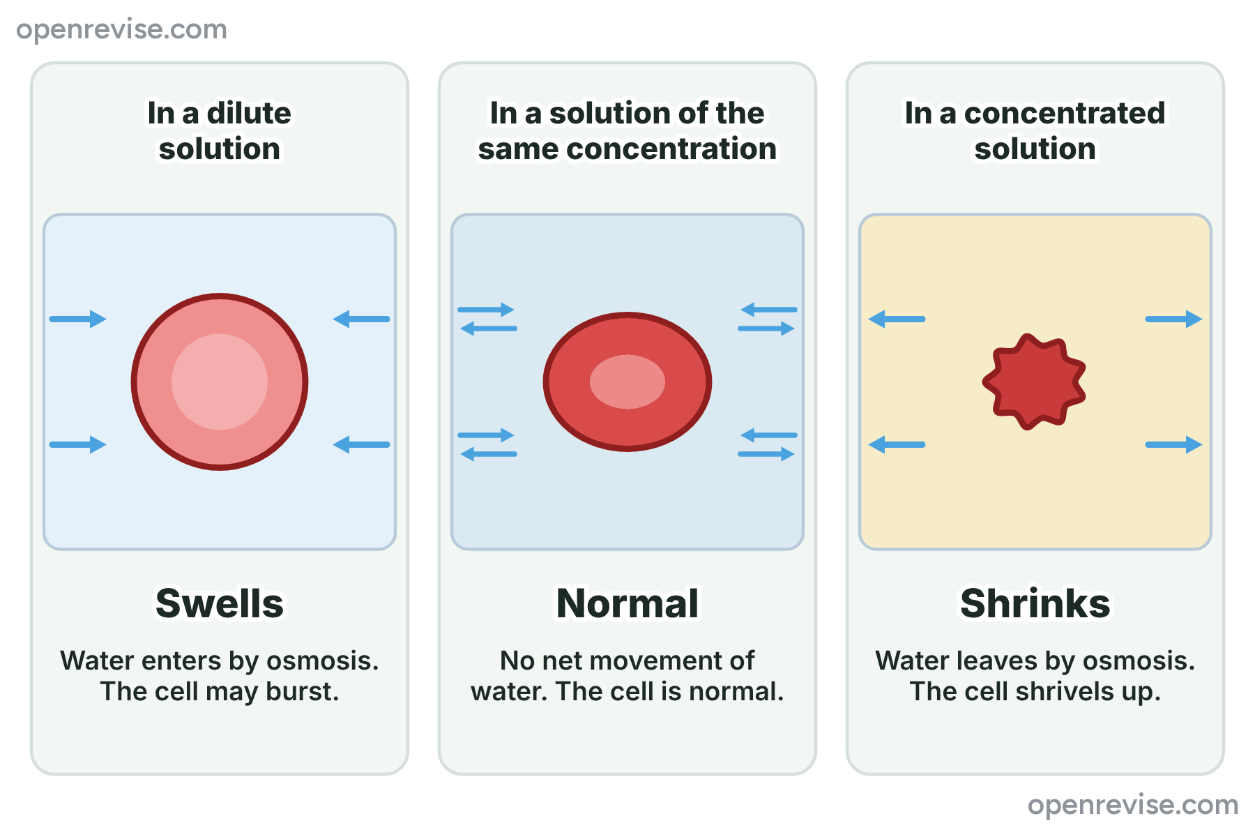 A red blood cell swelling in a dilute solution, staying normal in a solution of the same concentration, and shrinking in a concentrated solution.