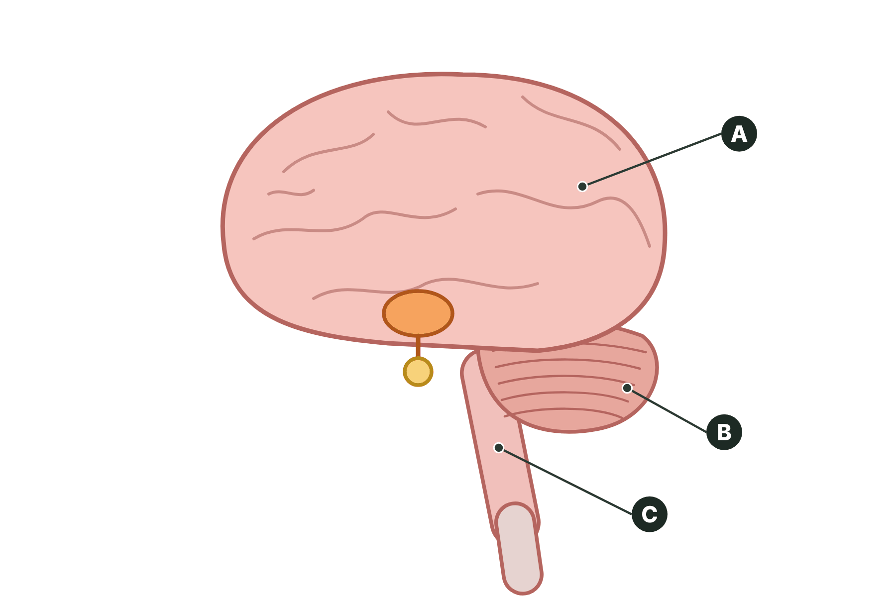 A brain in cross-section with three parts marked A, B and C.