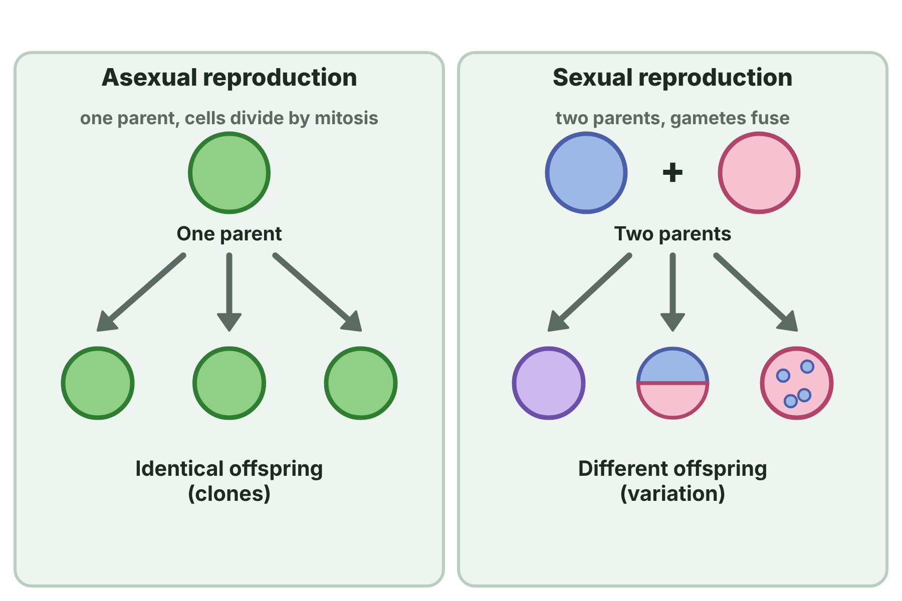 Asexual reproduction gives identical offspring from one parent, while sexual reproduction gives different offspring from two parents.